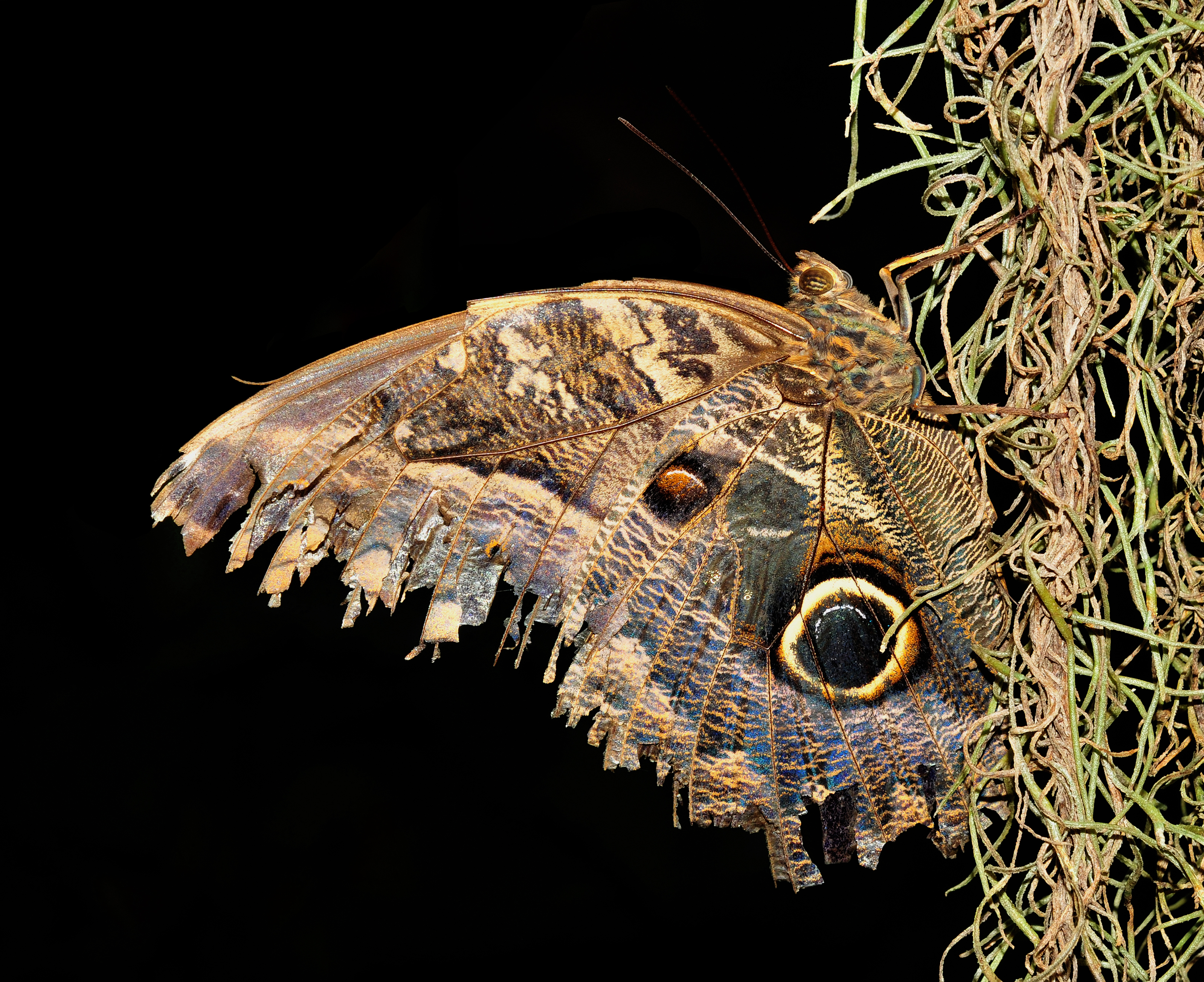 Laden Sie das Tiere, Schmetterlinge, Wald Riesen Eule-Bild kostenlos auf Ihren PC-Desktop herunter