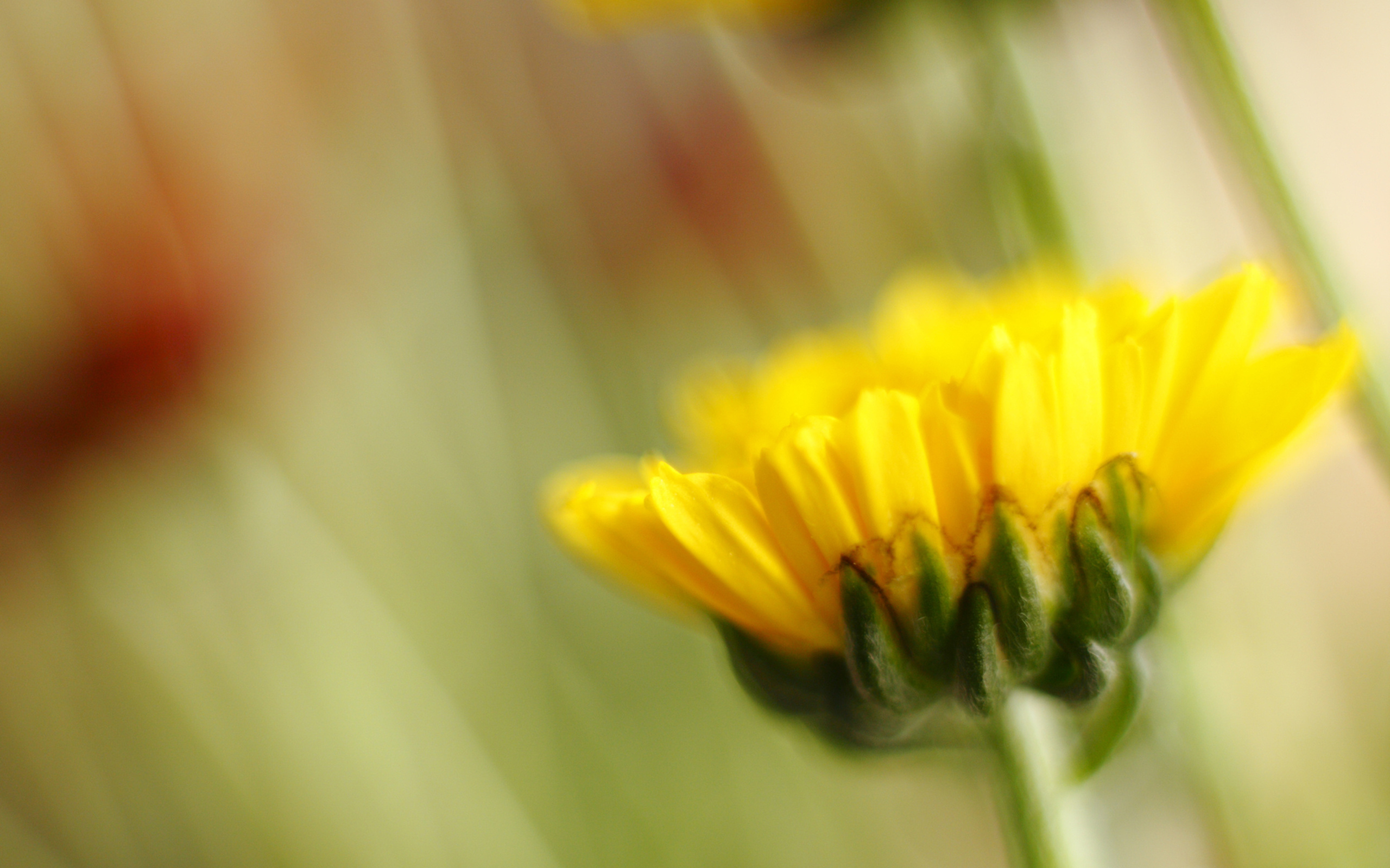 Téléchargez gratuitement l'image Fleurs, Tournesol, Terre/nature sur le bureau de votre PC