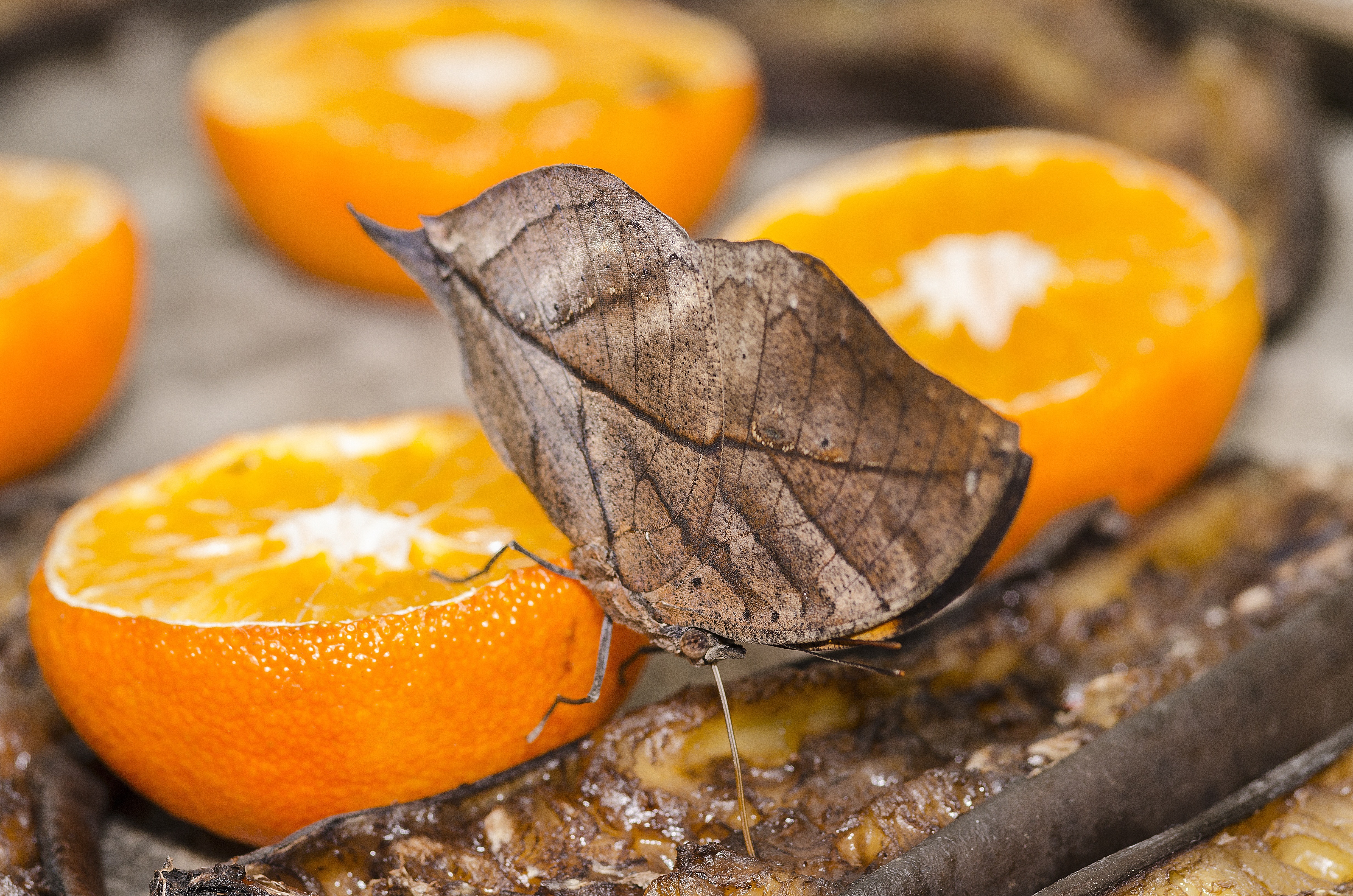 Baixar papel de parede para celular de Animais, Macro, Borboleta, Fruta, Fruta Laranja), Profundidade De Campo gratuito.