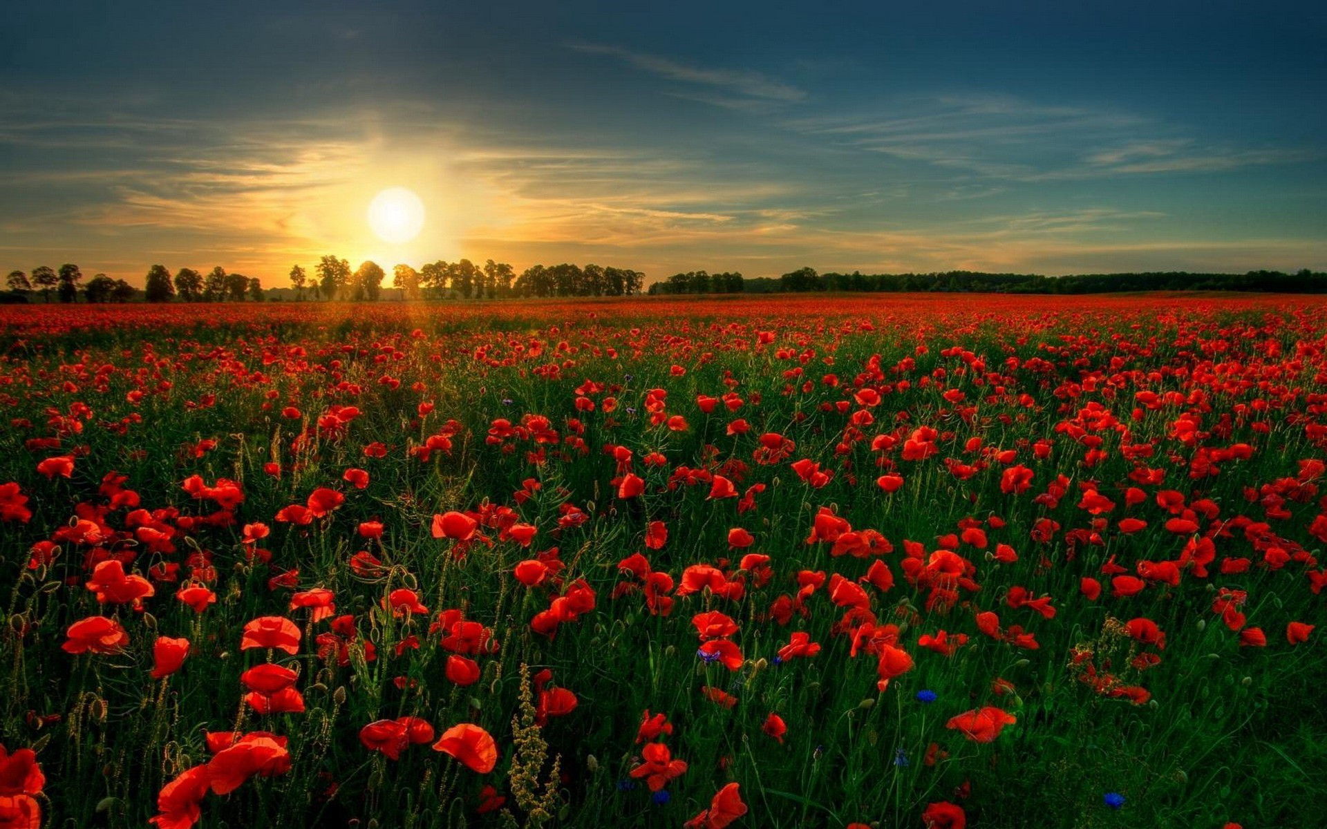 Free download wallpaper Sunset, Flower, Sunrise, Earth, Field, Poppy on your PC desktop