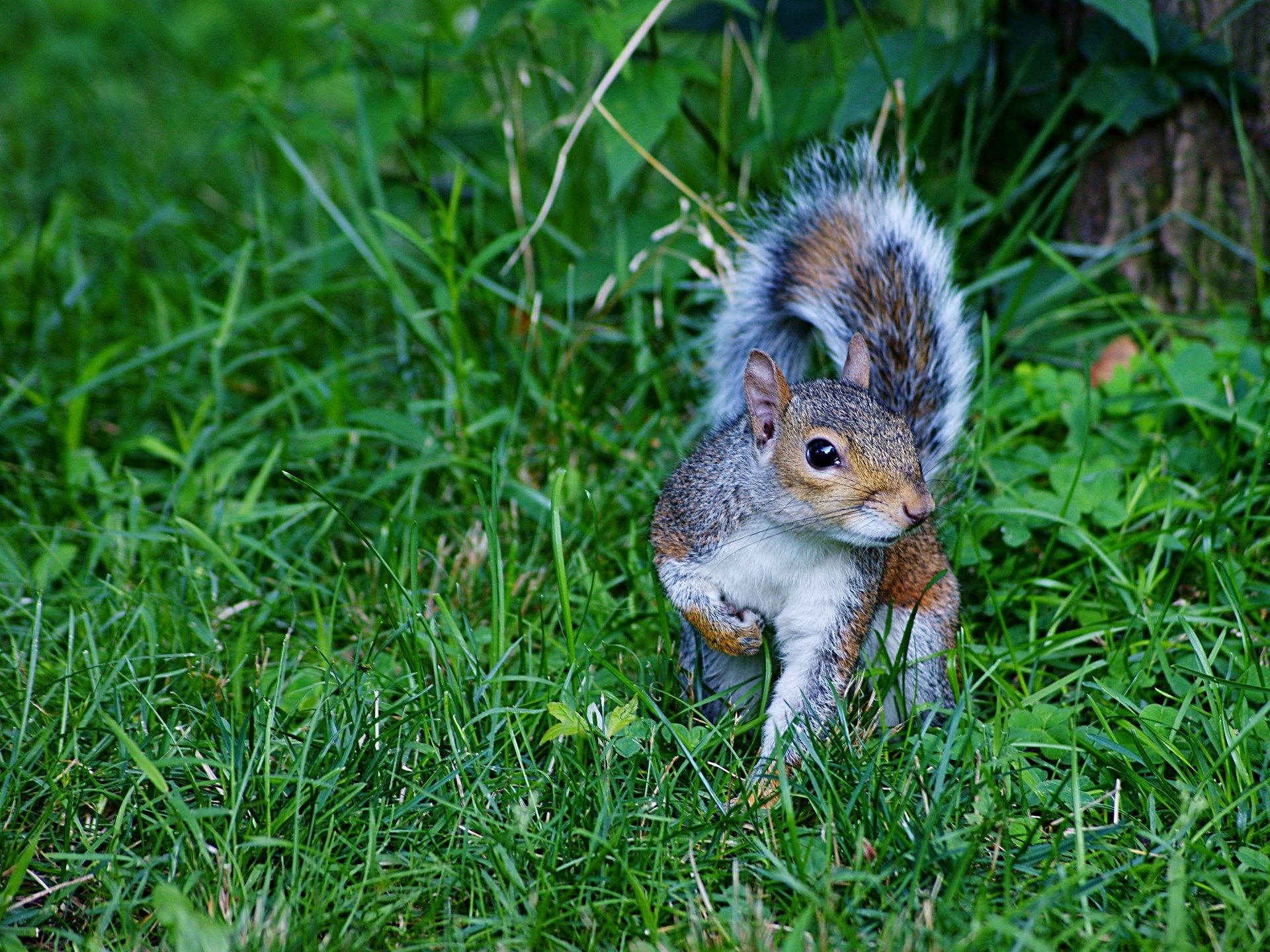 stroll, grass, green, animals, squirrel wallpapers for tablet