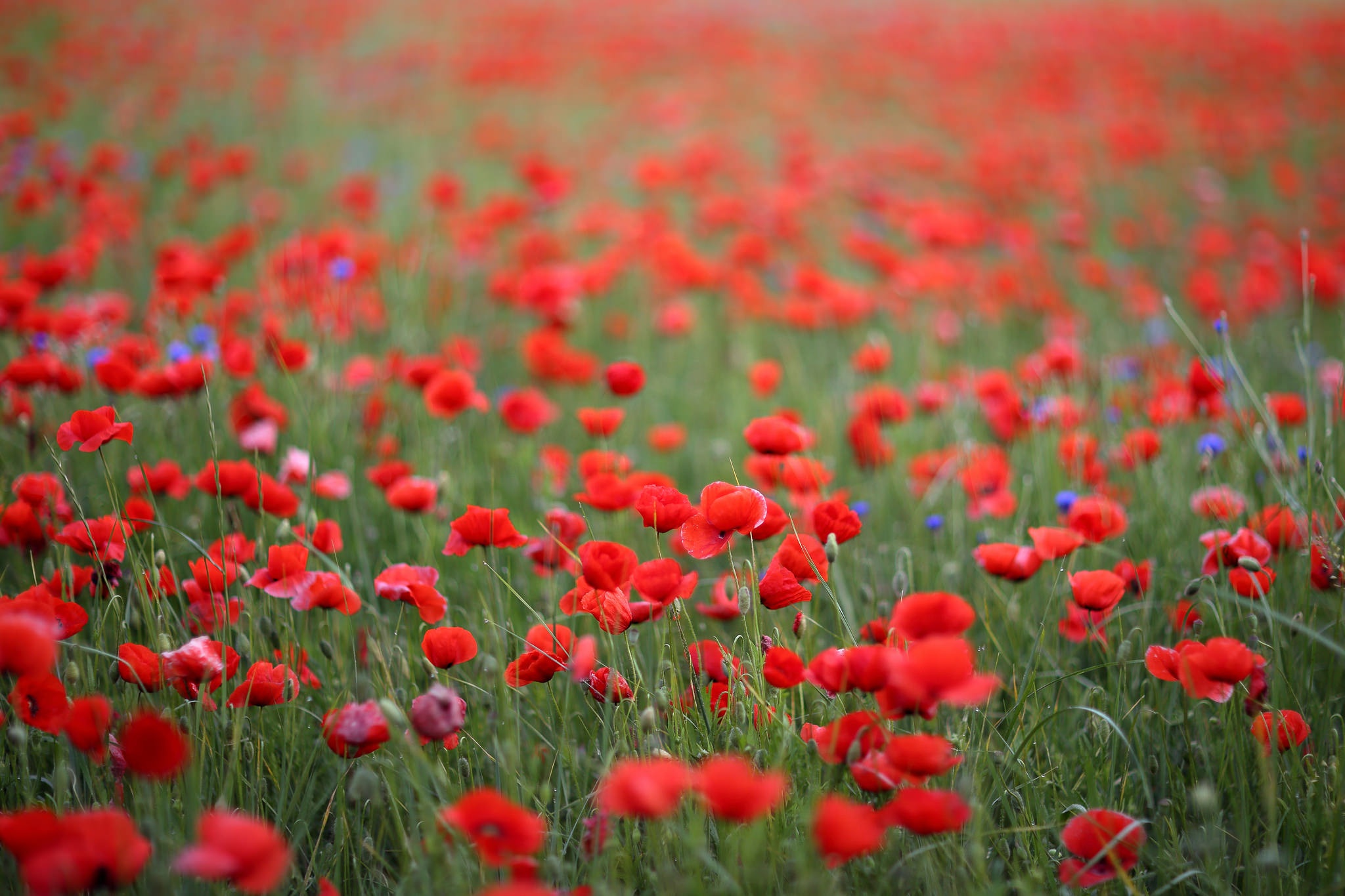 Handy-Wallpaper Natur, Blumen, Mohn, Sommer, Blume, Rote Blume, Erde/natur kostenlos herunterladen.