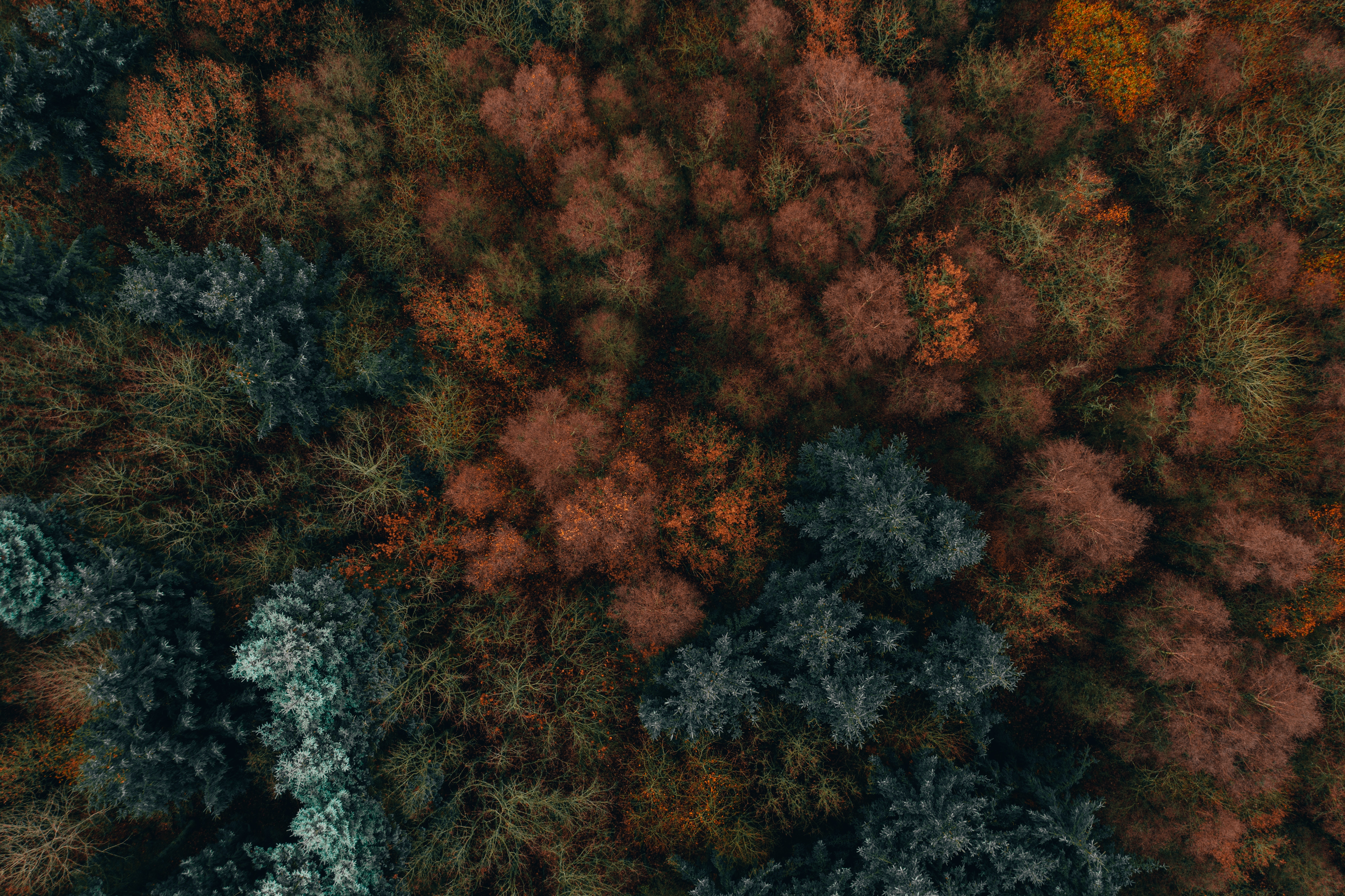 129581壁紙のダウンロード自然, 木, 秋, 上から見る, 森林, 森, 植生, 秋の色, 秋の絵の具-スクリーンセーバーと写真を無料で