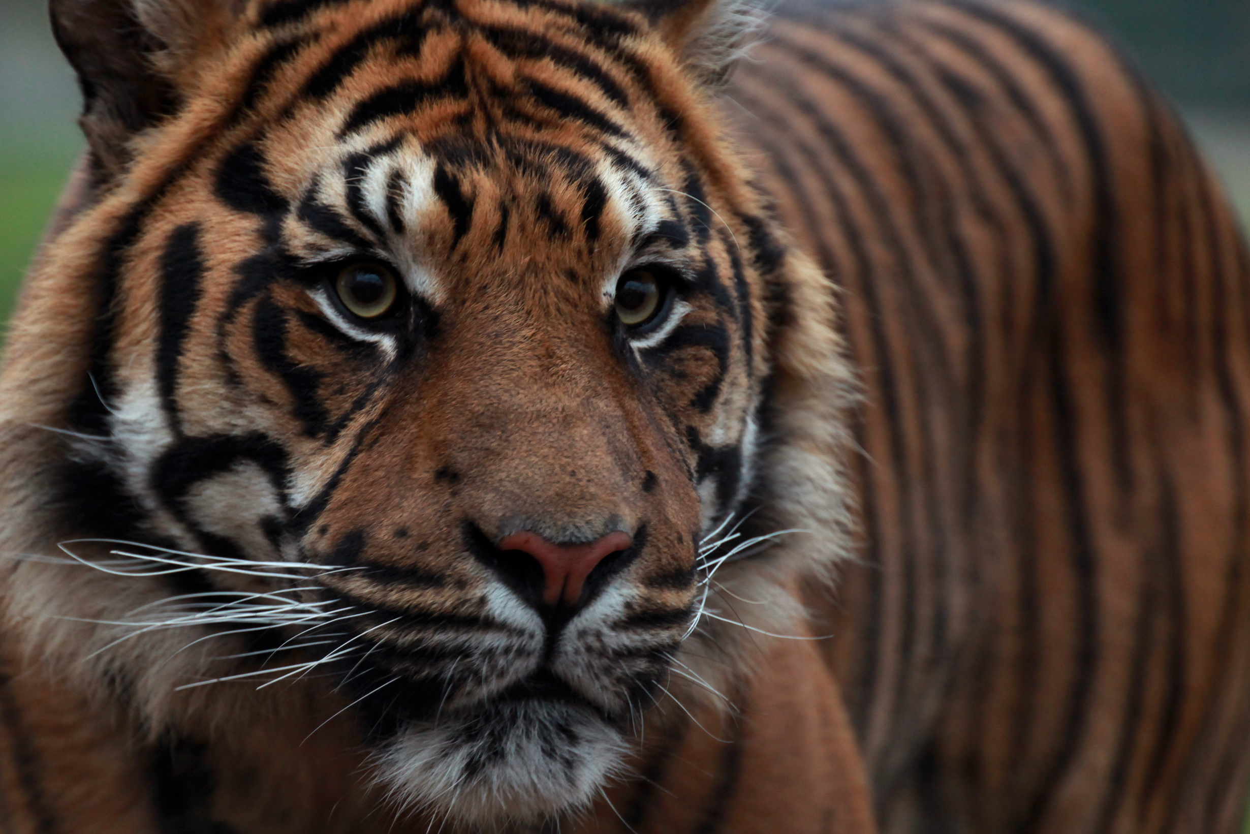 Handy-Wallpaper Tiere, Katzen, Tiger kostenlos herunterladen.