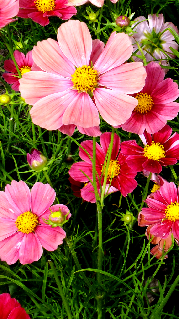 Handy-Wallpaper Blumen, Blume, Erde, Gras, Lila Blume, Erde/natur, Pinke Blume, Kosmeen kostenlos herunterladen.