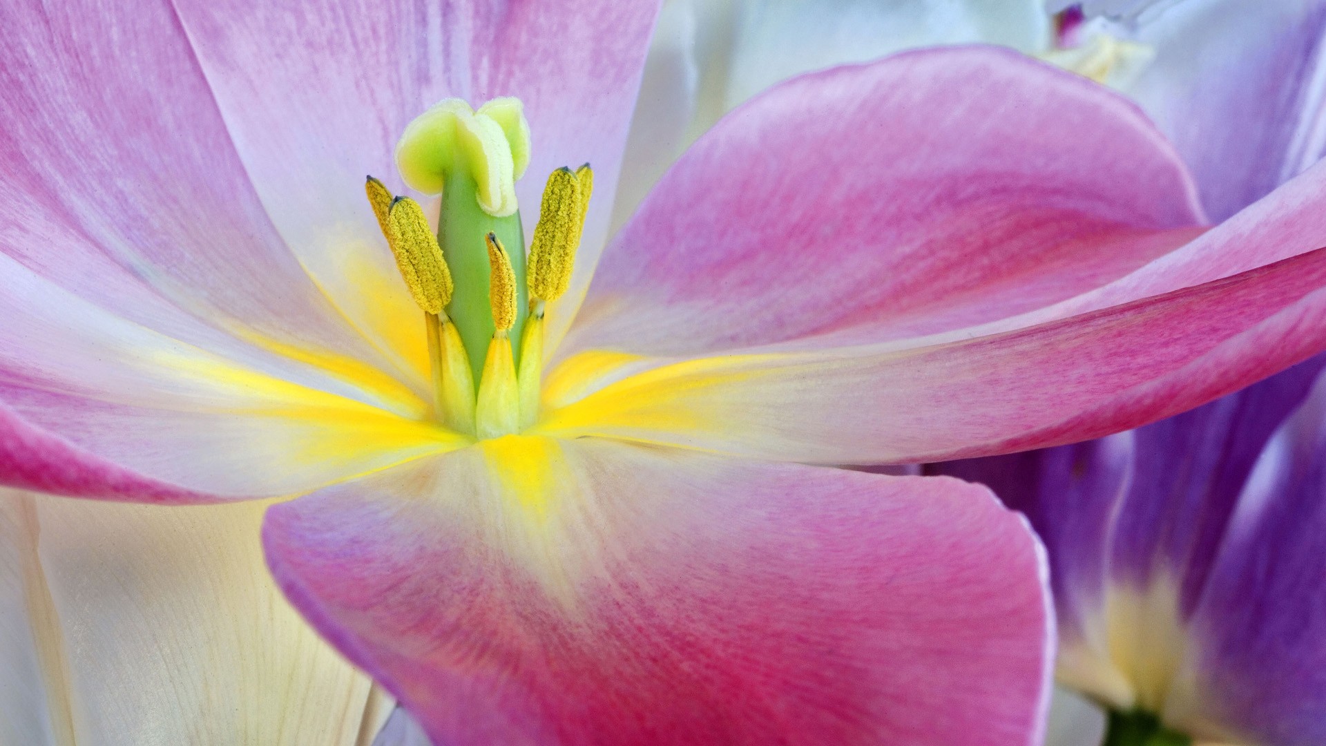 Baixe gratuitamente a imagem Flores, Flor, Terra/natureza na área de trabalho do seu PC