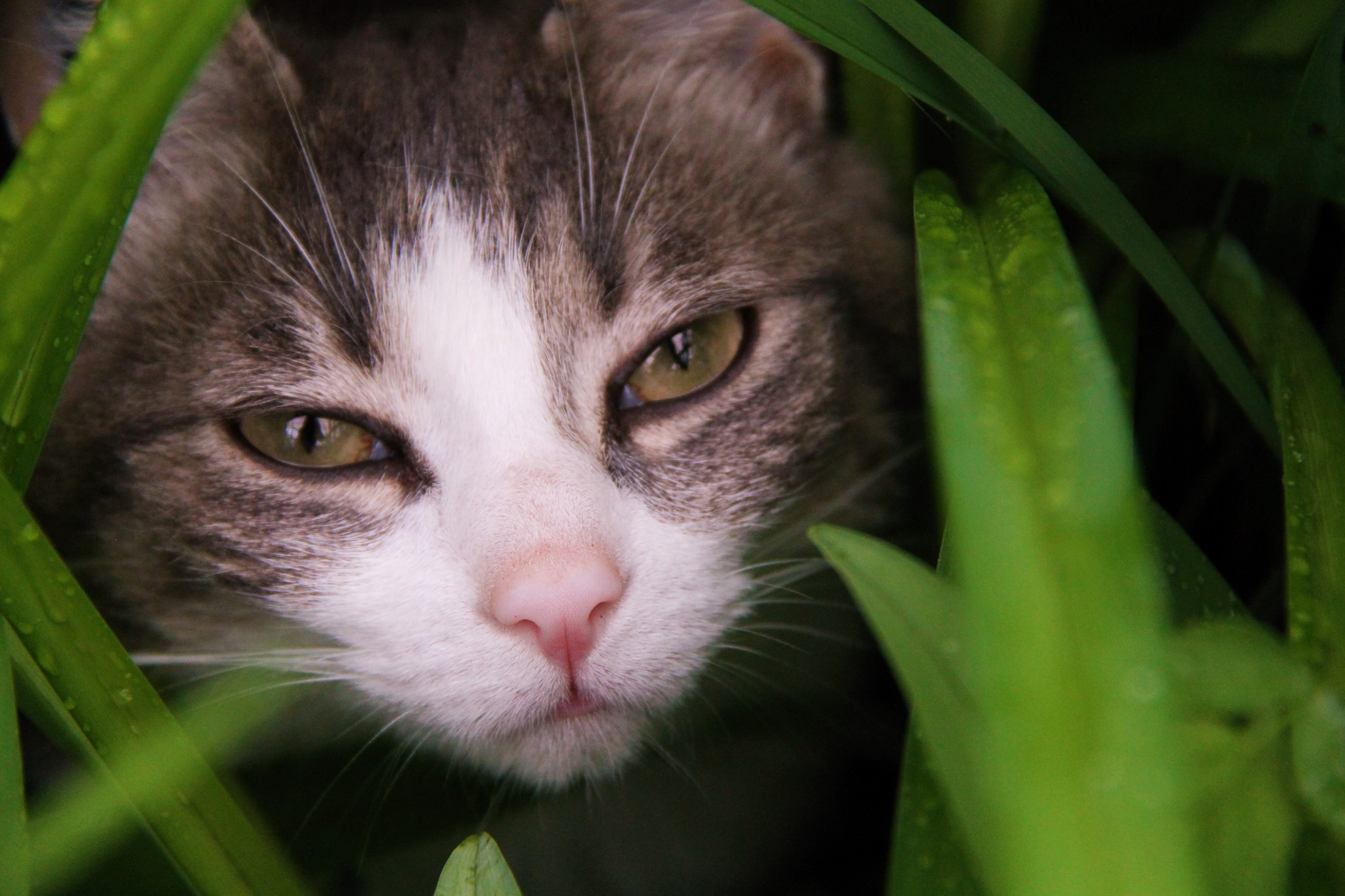 Baixar papel de parede para celular de Animais, Gatos, Gato, Olhar Fixamente gratuito.