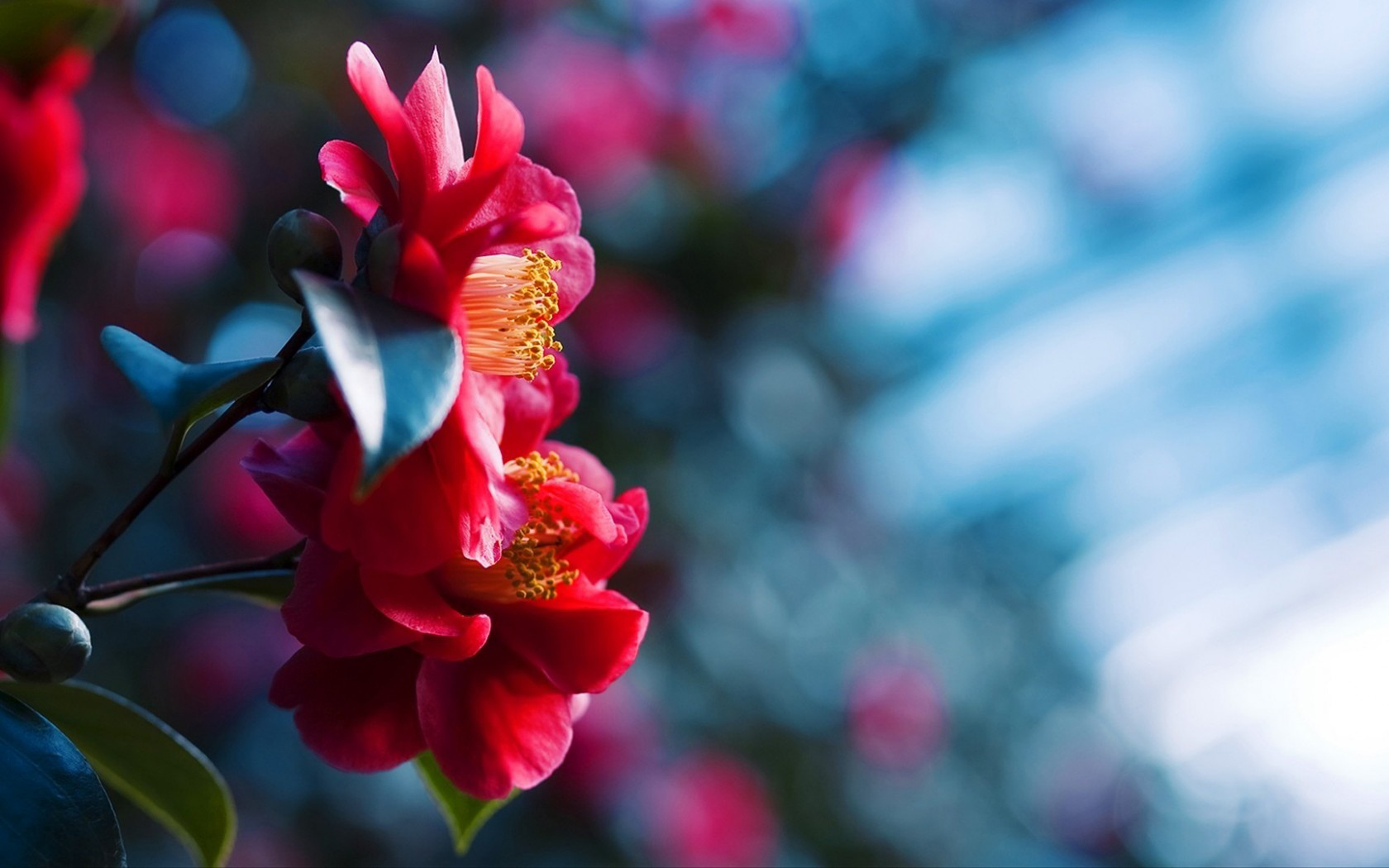 Descarga gratis la imagen Flor, Tierra/naturaleza en el escritorio de tu PC