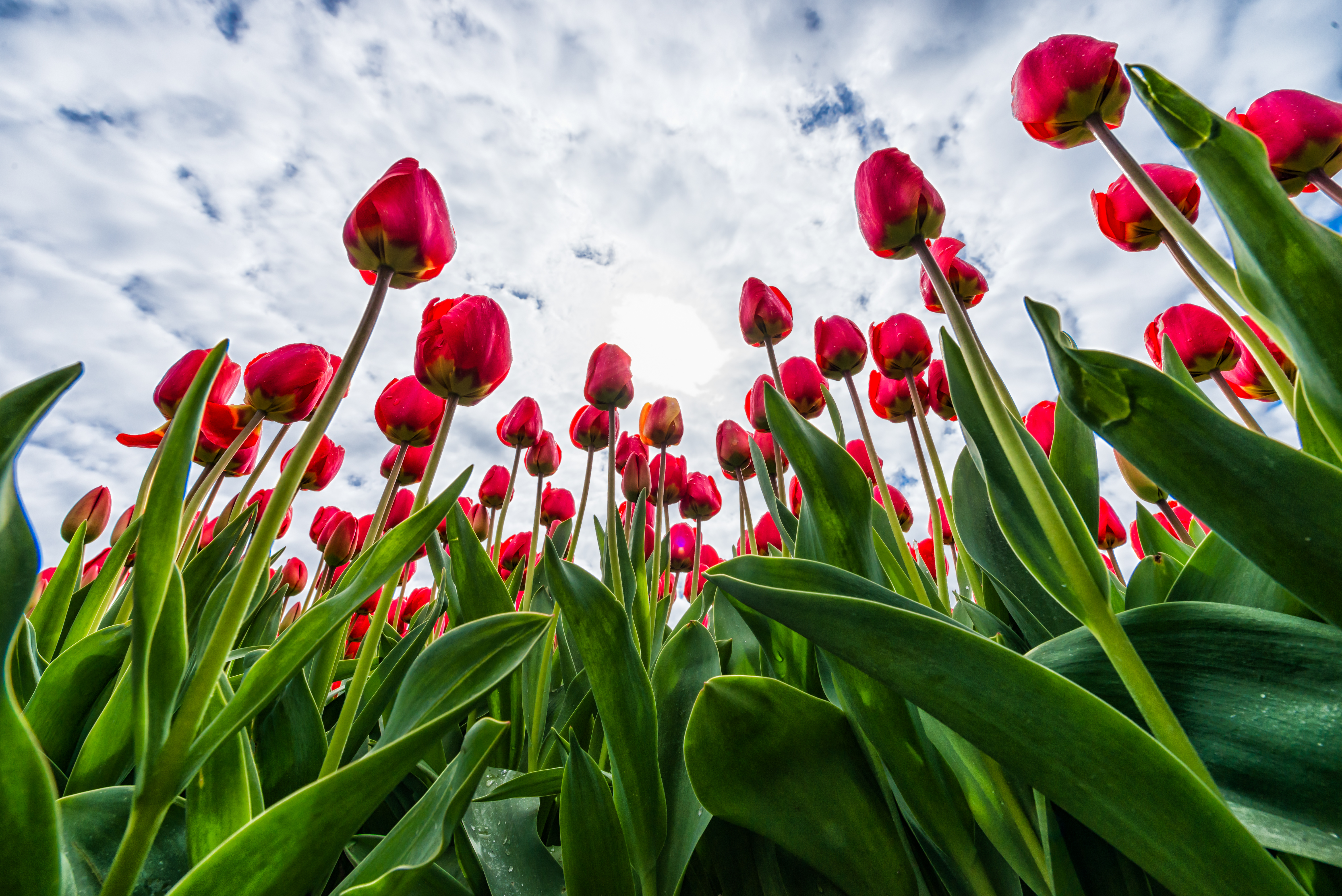 58669 descargar fondo de pantalla tulipanes, flores, cielo, nubes, rojo: protectores de pantalla e imágenes gratis