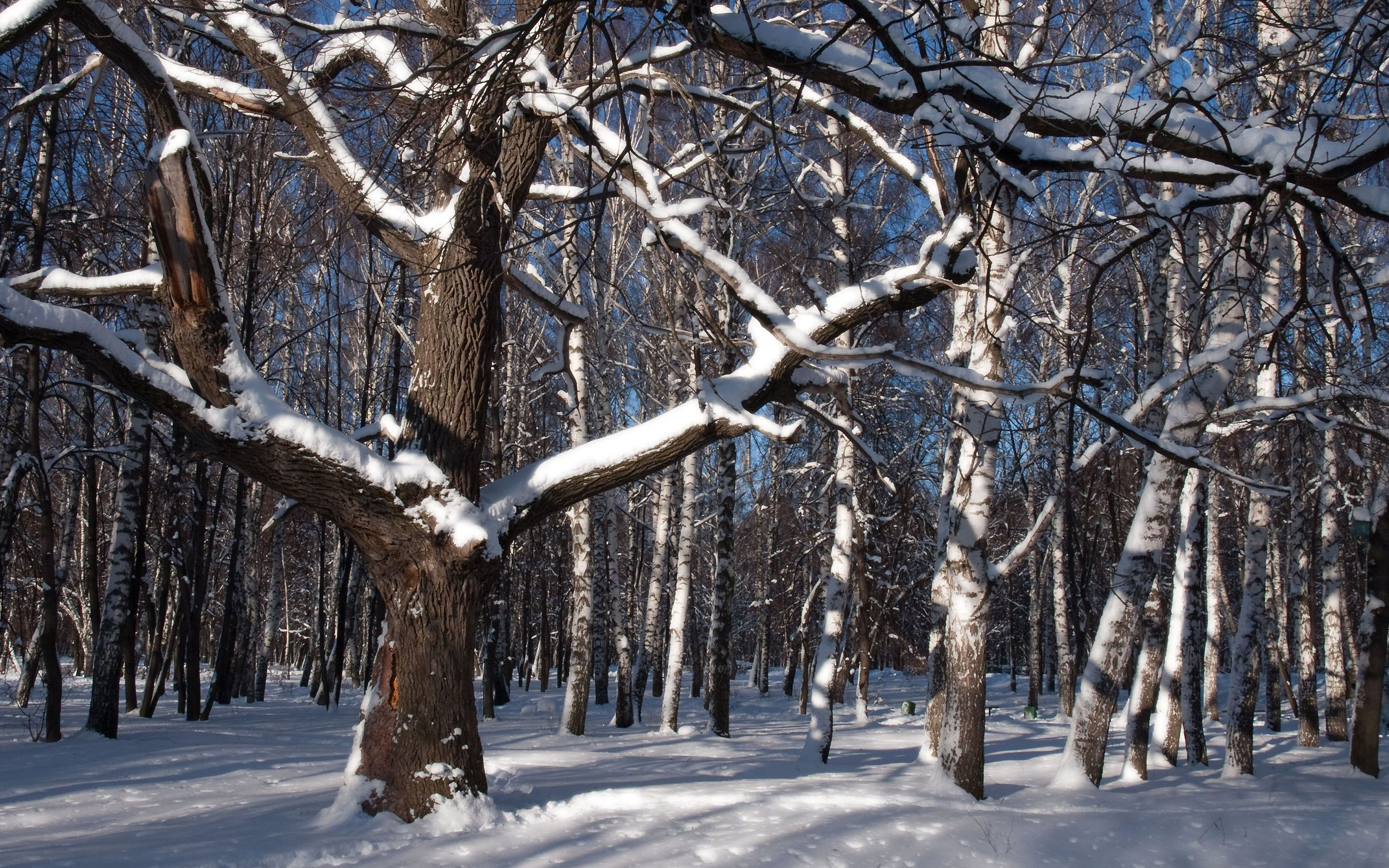 Téléchargez gratuitement l'image Hiver, Forêt, Arbre, Terre/nature, Neiger sur le bureau de votre PC