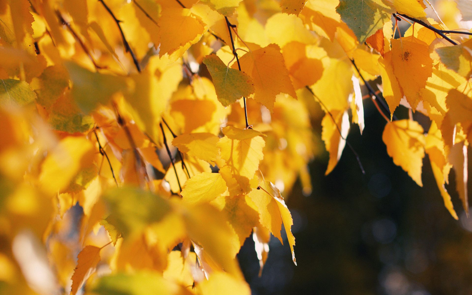 autumn, nature, leaves, yellow, birch, october