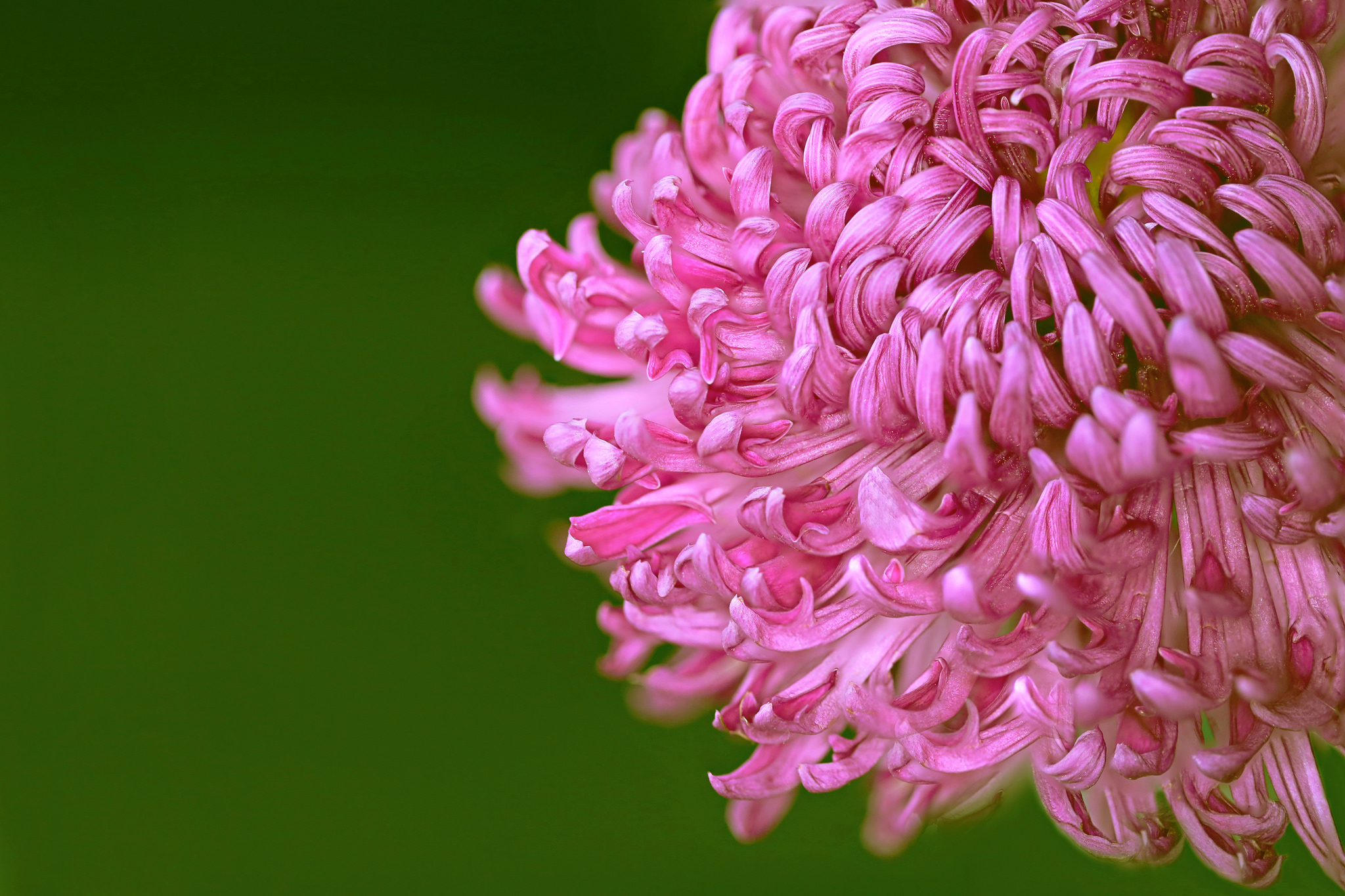 Free download wallpaper Flowers, Chrysanthemum, Flower, Close Up, Earth, Pink Flower on your PC desktop