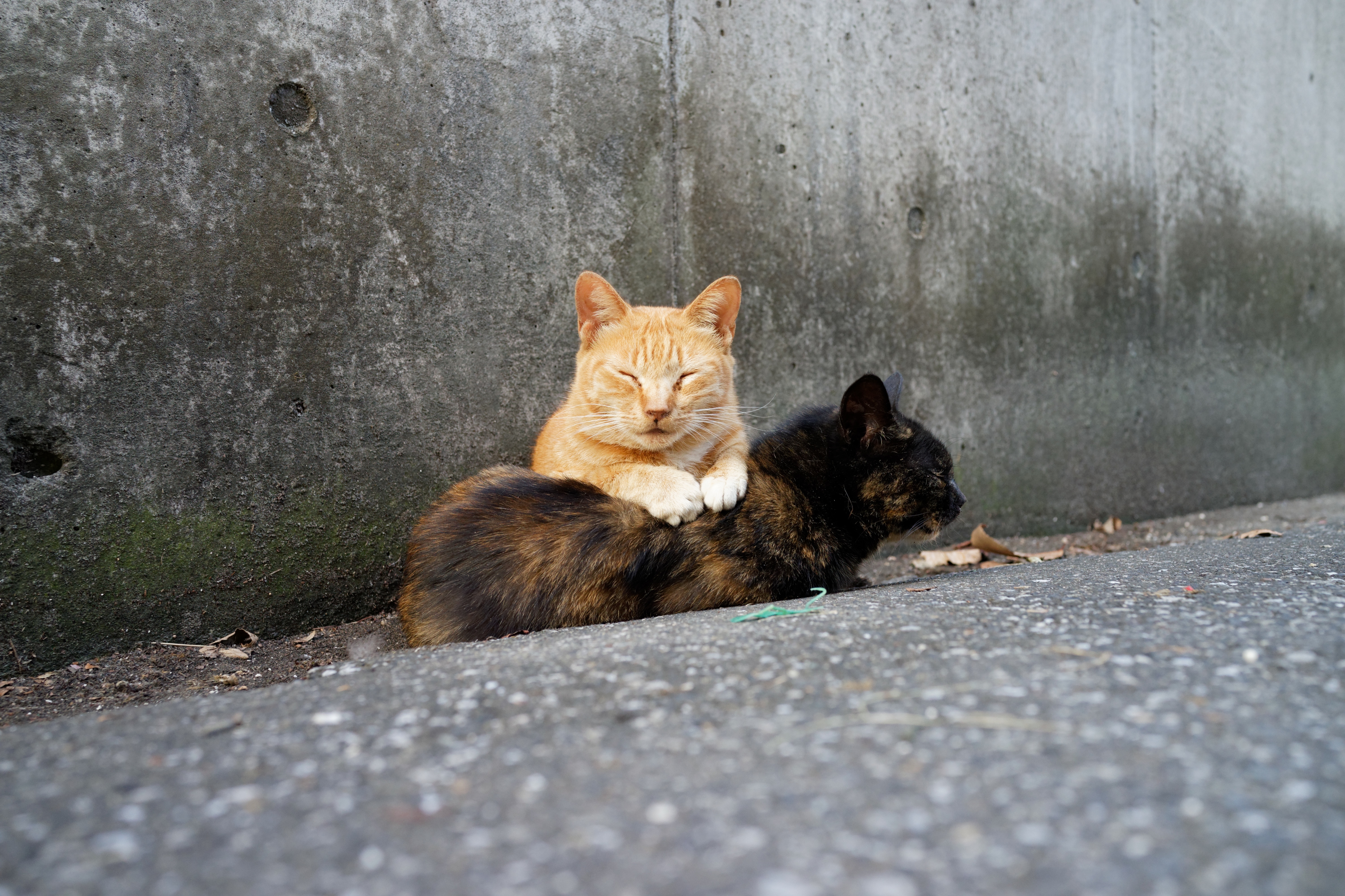 Laden Sie das Tiere, Katzen, Katze, Schlafen-Bild kostenlos auf Ihren PC-Desktop herunter