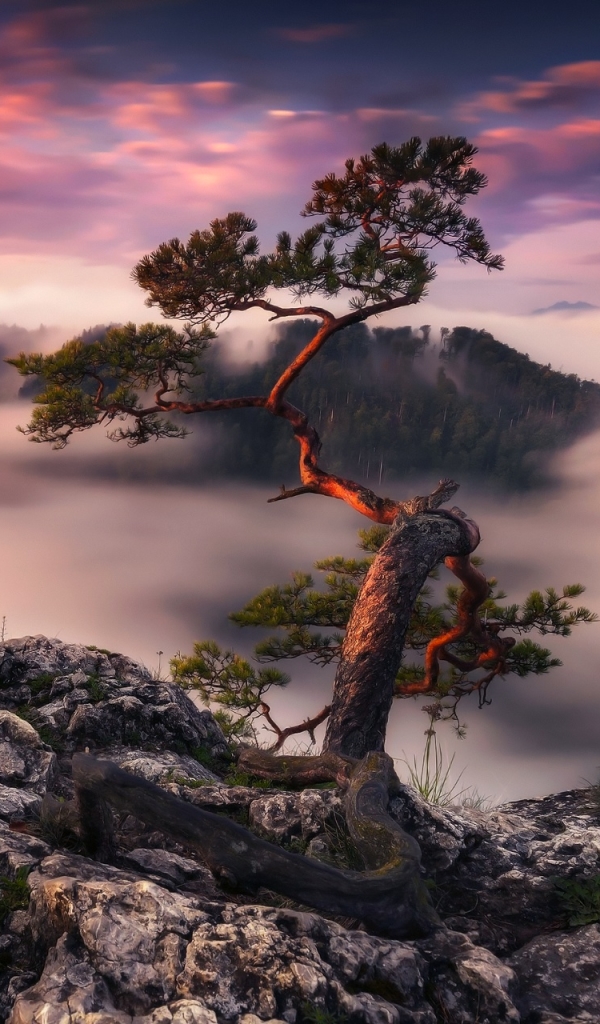 Скачать картинку Закат, Гора, Дерево, Туман, Земля/природа, Закат Солнца в телефон бесплатно.
