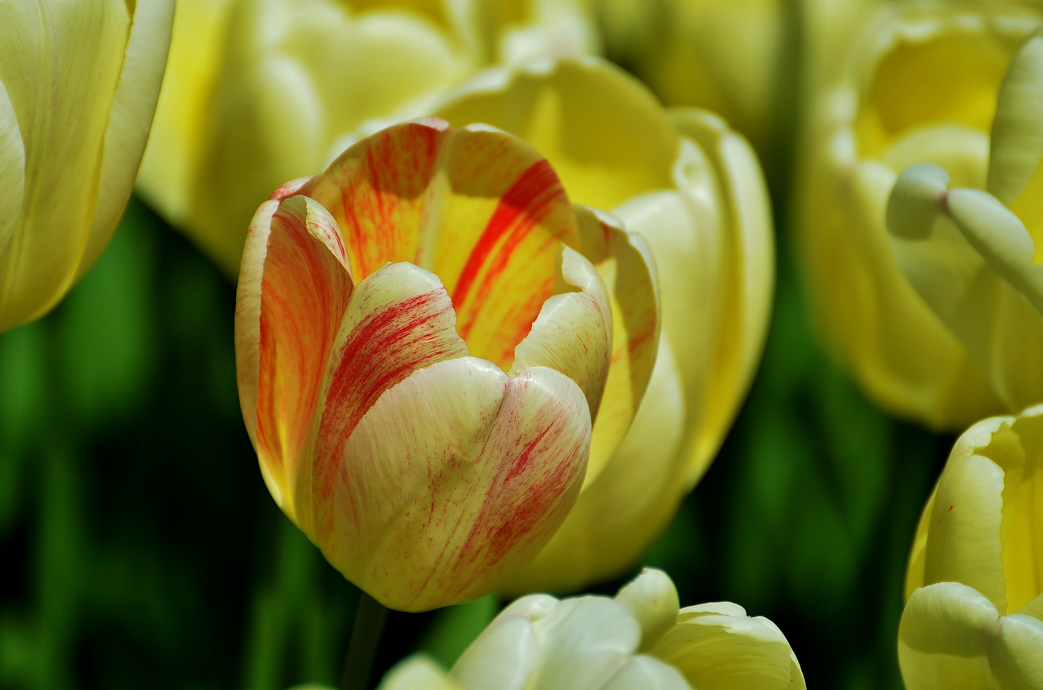 Download mobile wallpaper Tulip, Flowers, Earth for free.