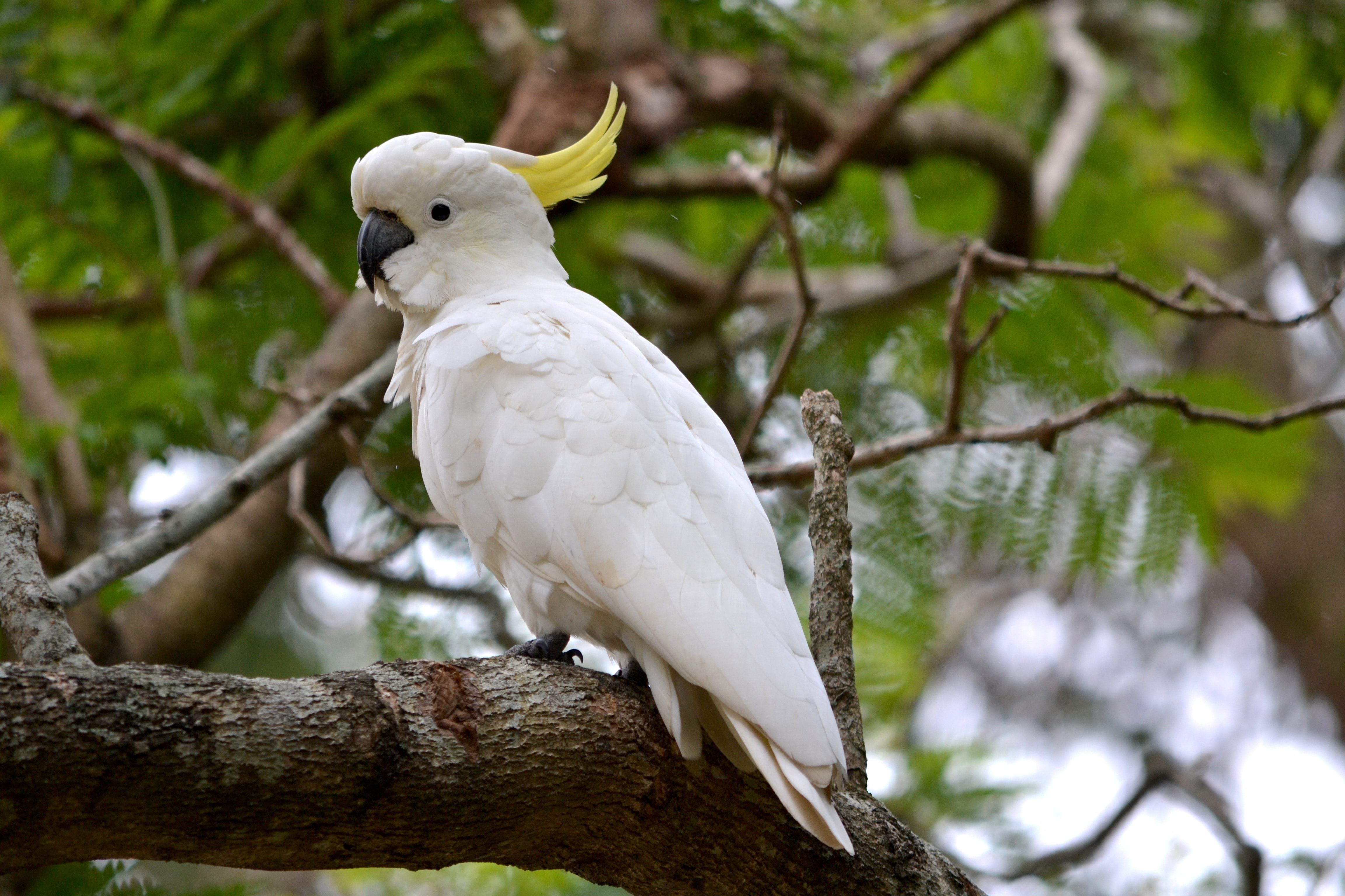 Download mobile wallpaper Birds, Bird, Animal, Sulphur Crested Cockatoo for free.