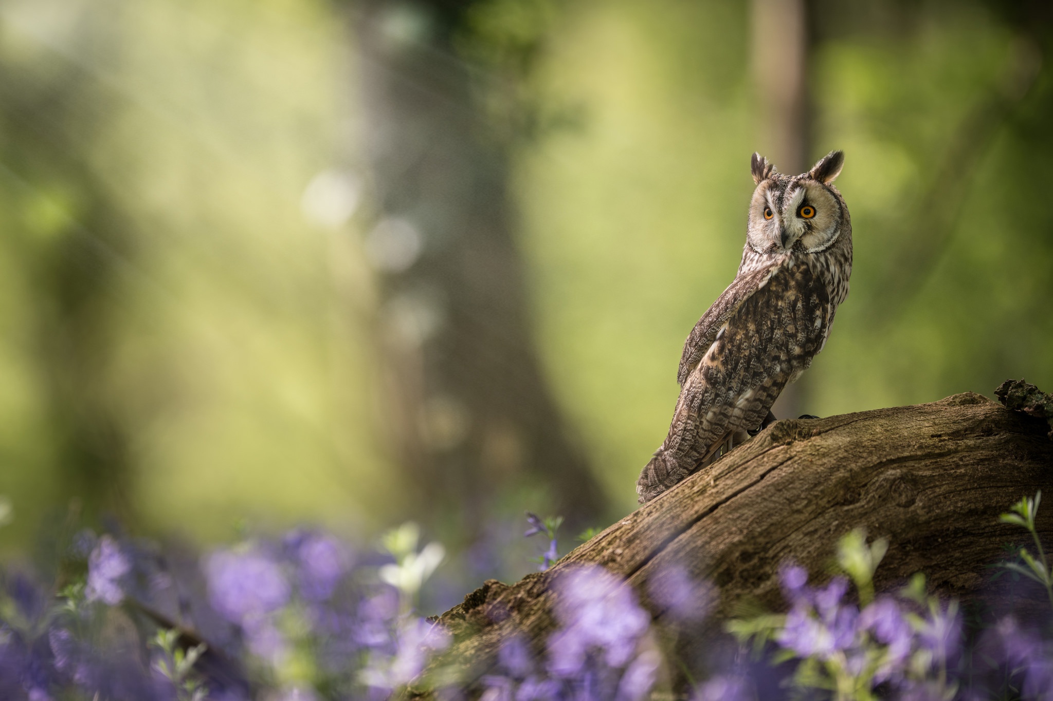Free download wallpaper Birds, Owl, Animal, Long Eared Owl on your PC desktop