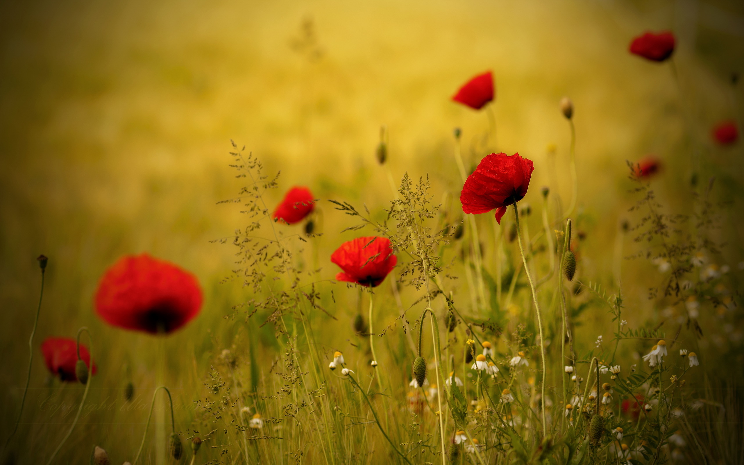 Download mobile wallpaper Poppy, Flowers, Earth for free.