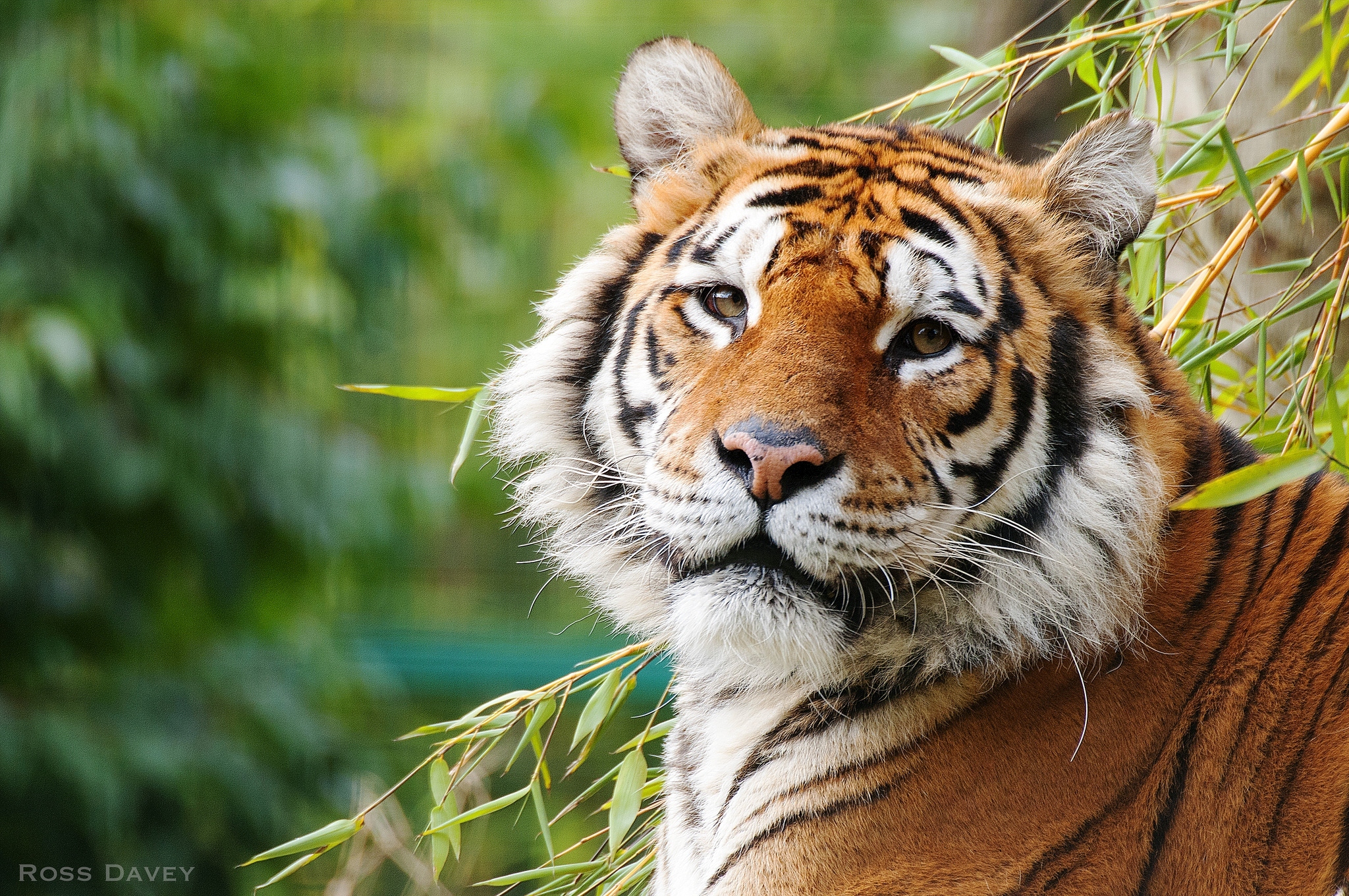 Téléchargez des papiers peints mobile Animaux, Chats, Tigre gratuitement.