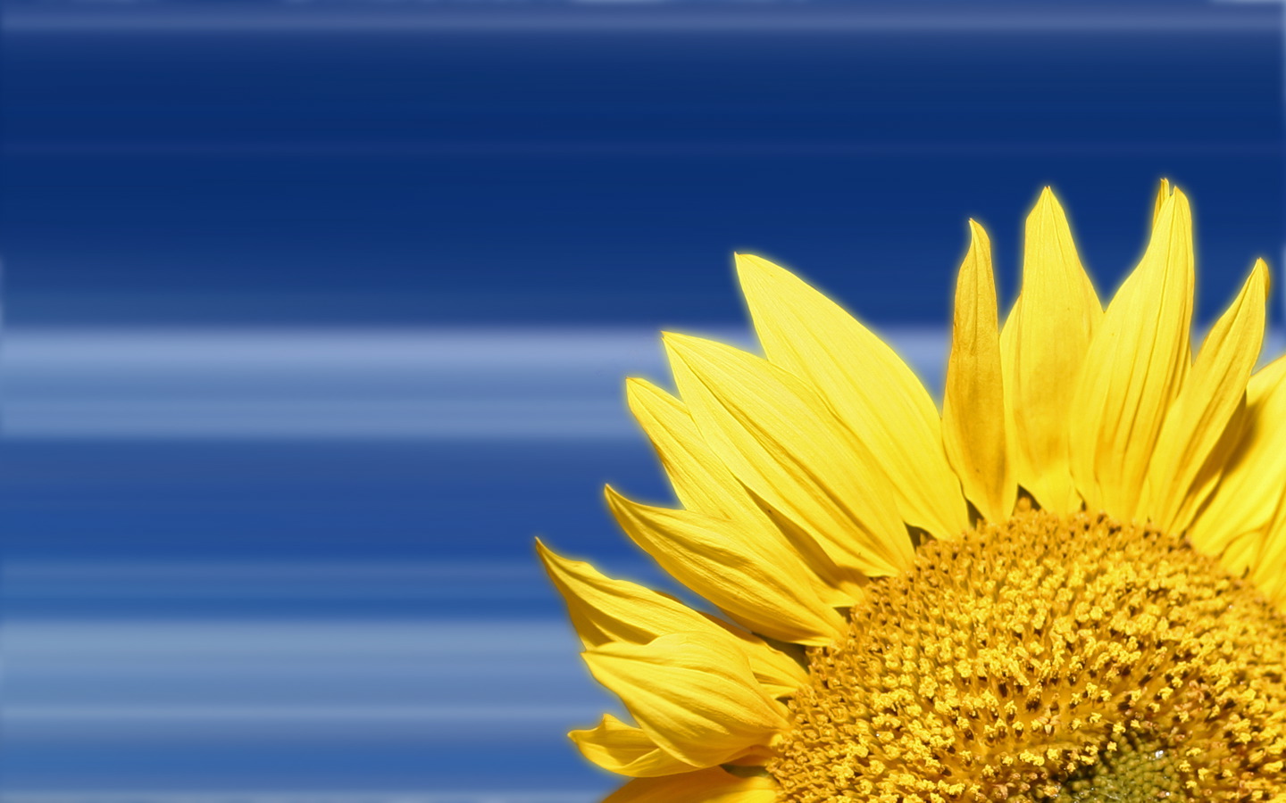 Free download wallpaper Earth, Sunflower on your PC desktop