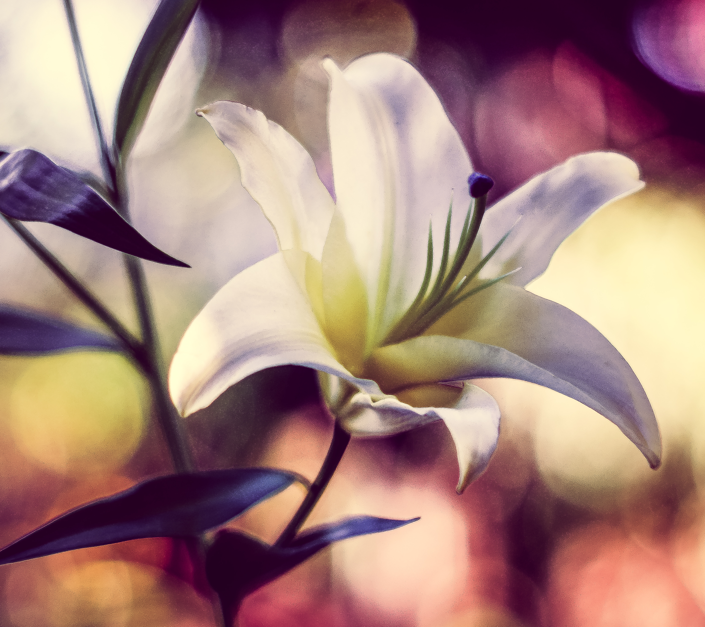 Free download wallpaper Flowers, Flower, Close Up, Earth, Lily, Bokeh, Minolta on your PC desktop