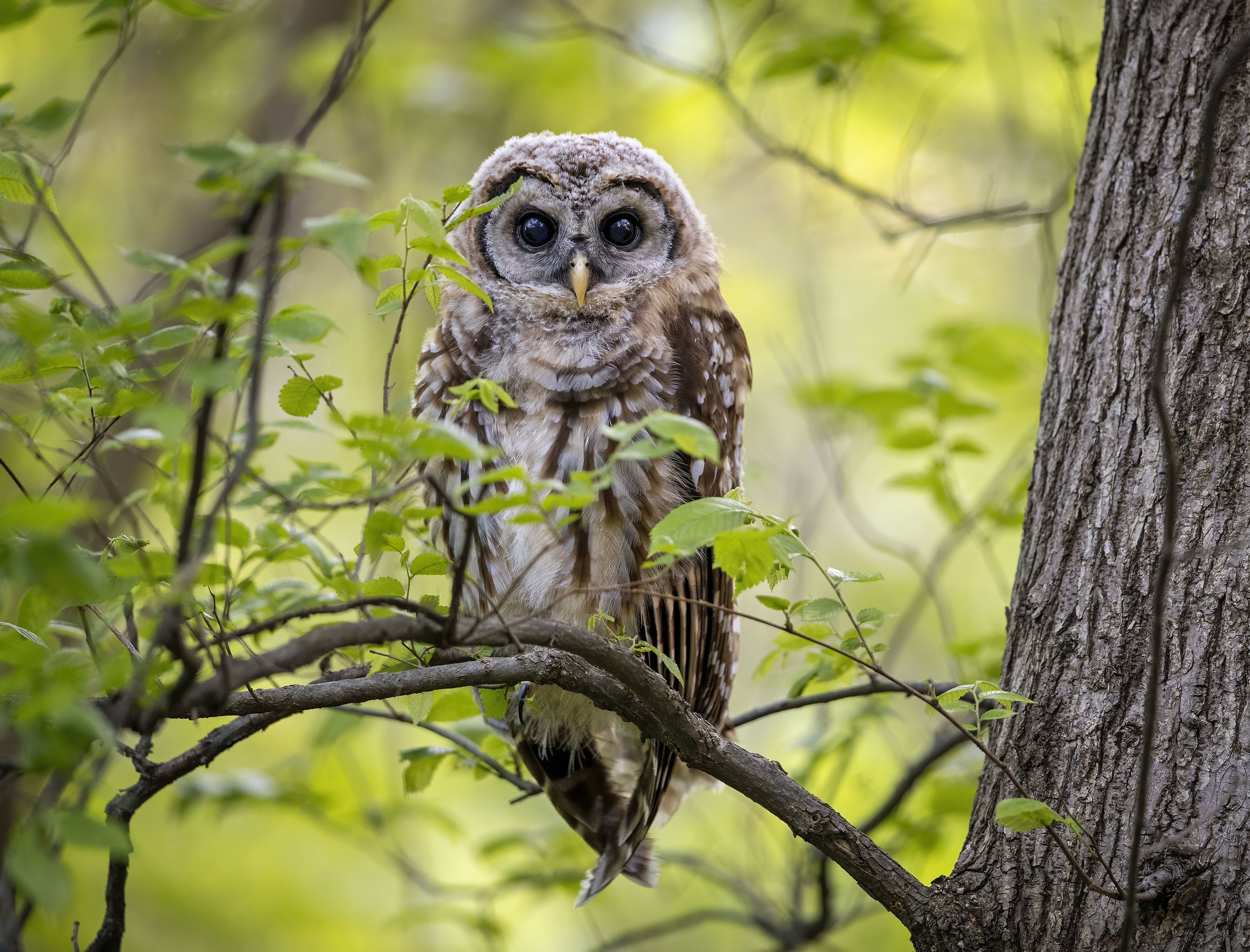 Descarga gratuita de fondo de pantalla para móvil de Animales, Búho, Aves.