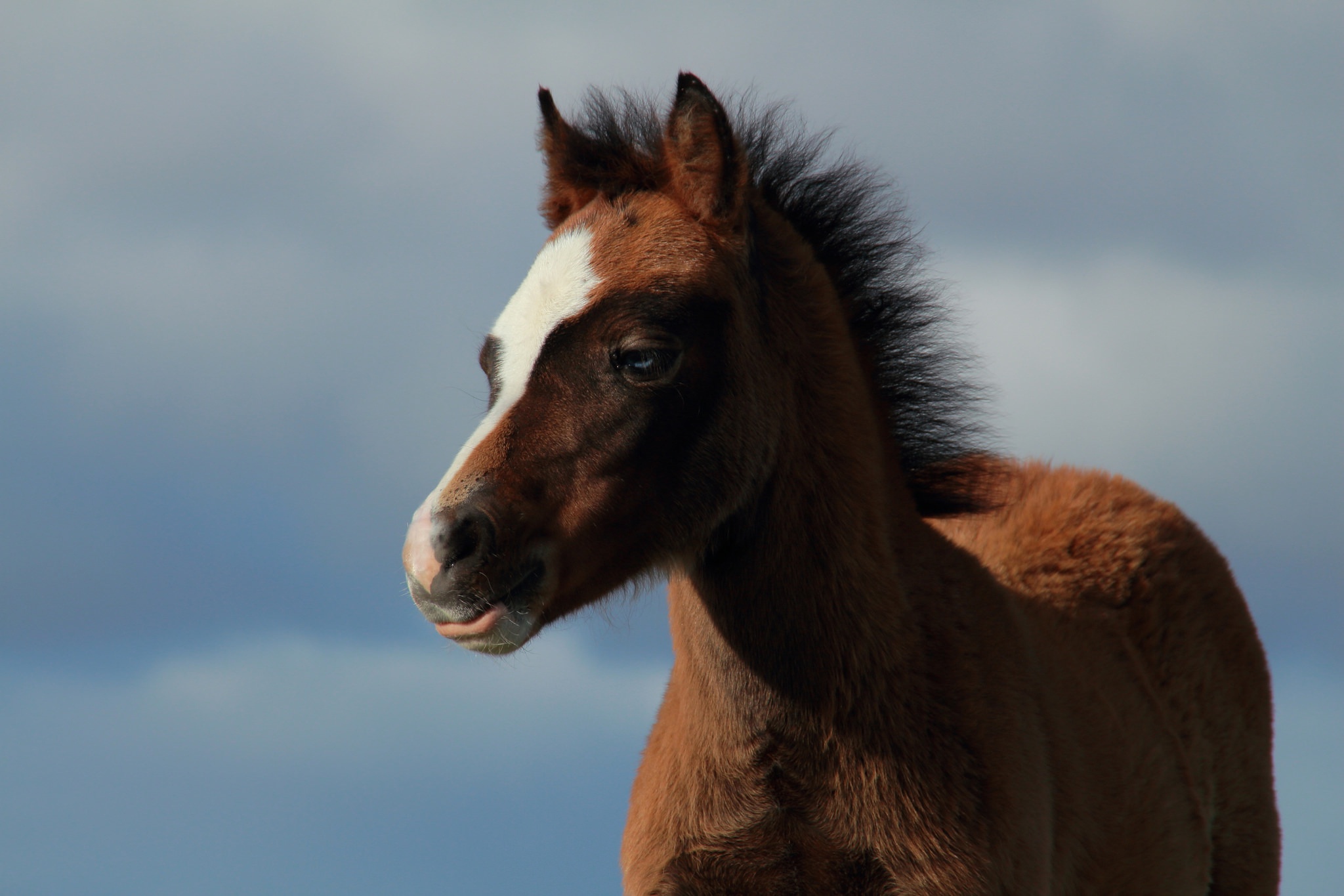 PCデスクトップに動物, 馬, 赤ちゃん動物, 仔馬画像を無料でダウンロード