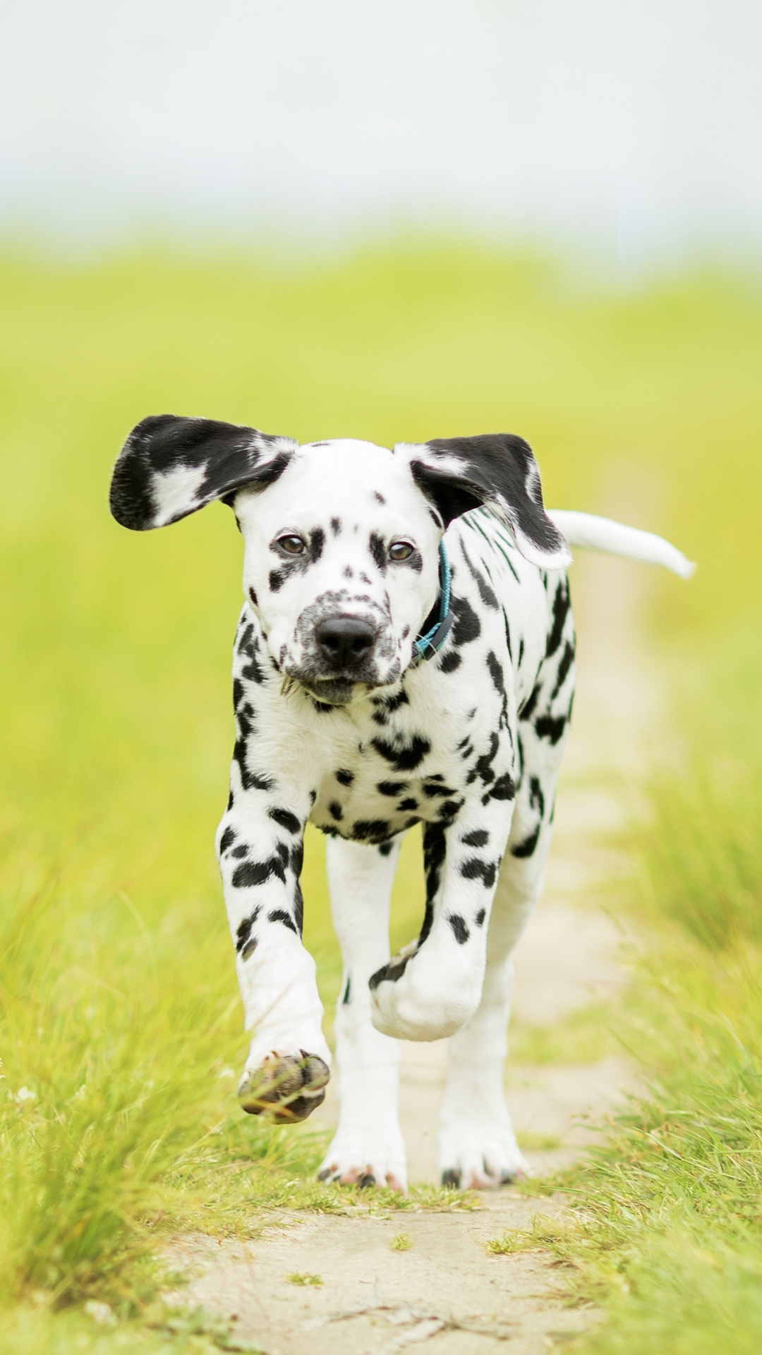 Download mobile wallpaper Dogs, Dog, Path, Animal, Puppy, Dalmatian, Baby Animal, Depth Of Field for free.