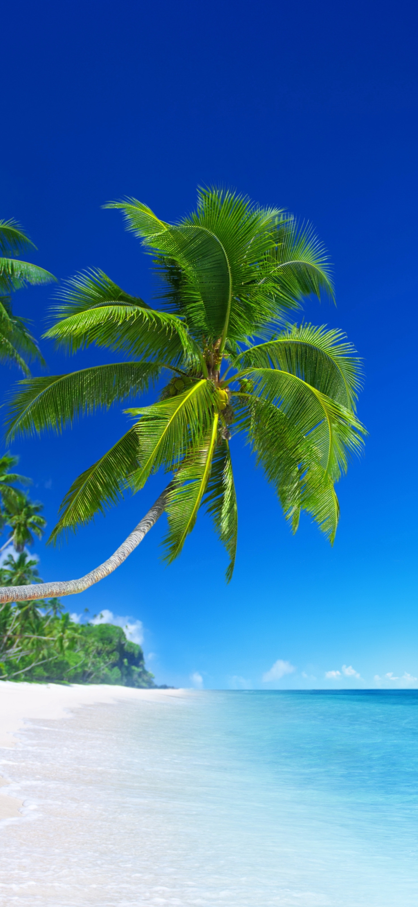 Download mobile wallpaper Beach, Horizon, Ocean, Earth, Palm Tree for free.