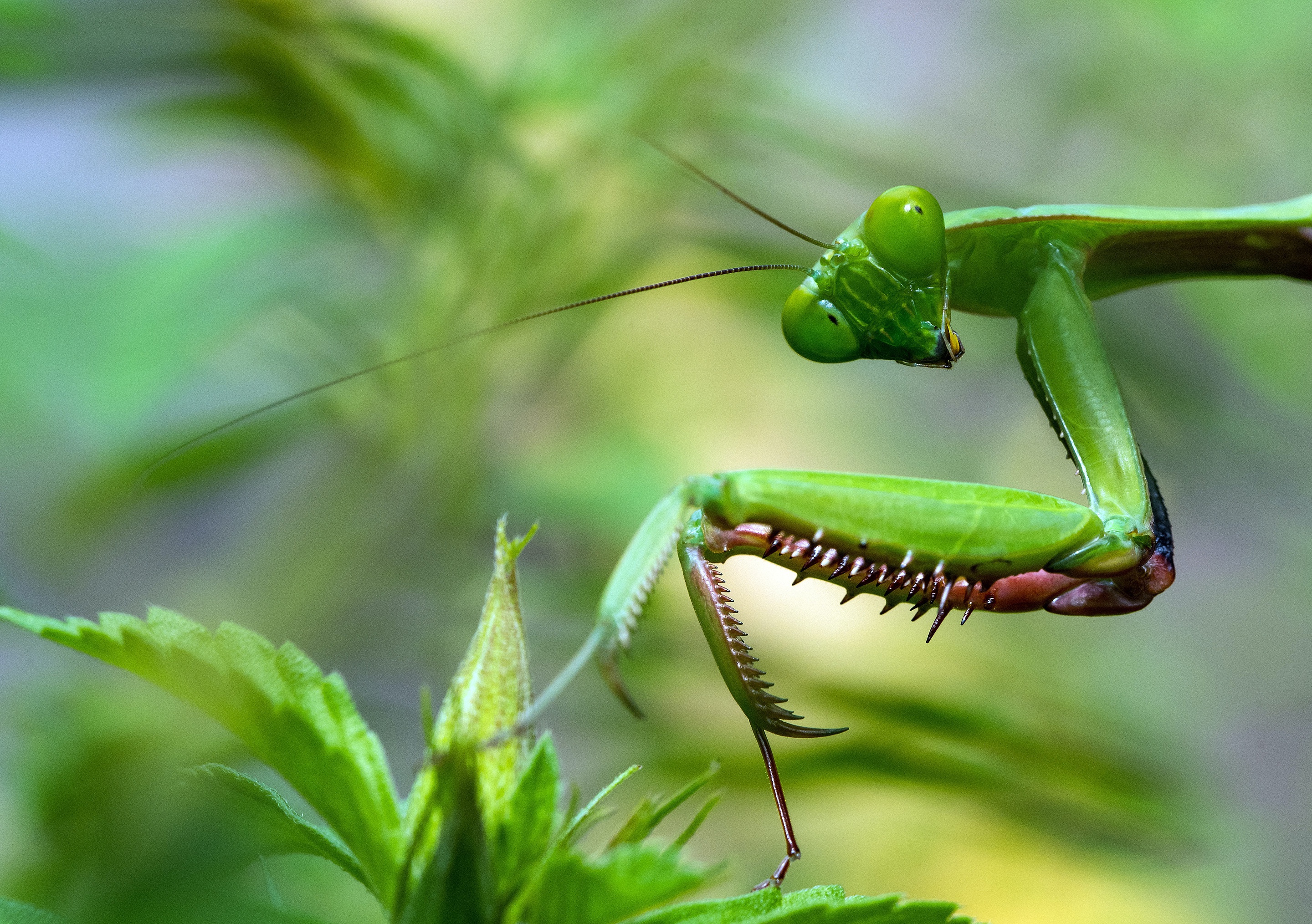 Download mobile wallpaper Insects, Macro, Animal, Praying Mantis for free.