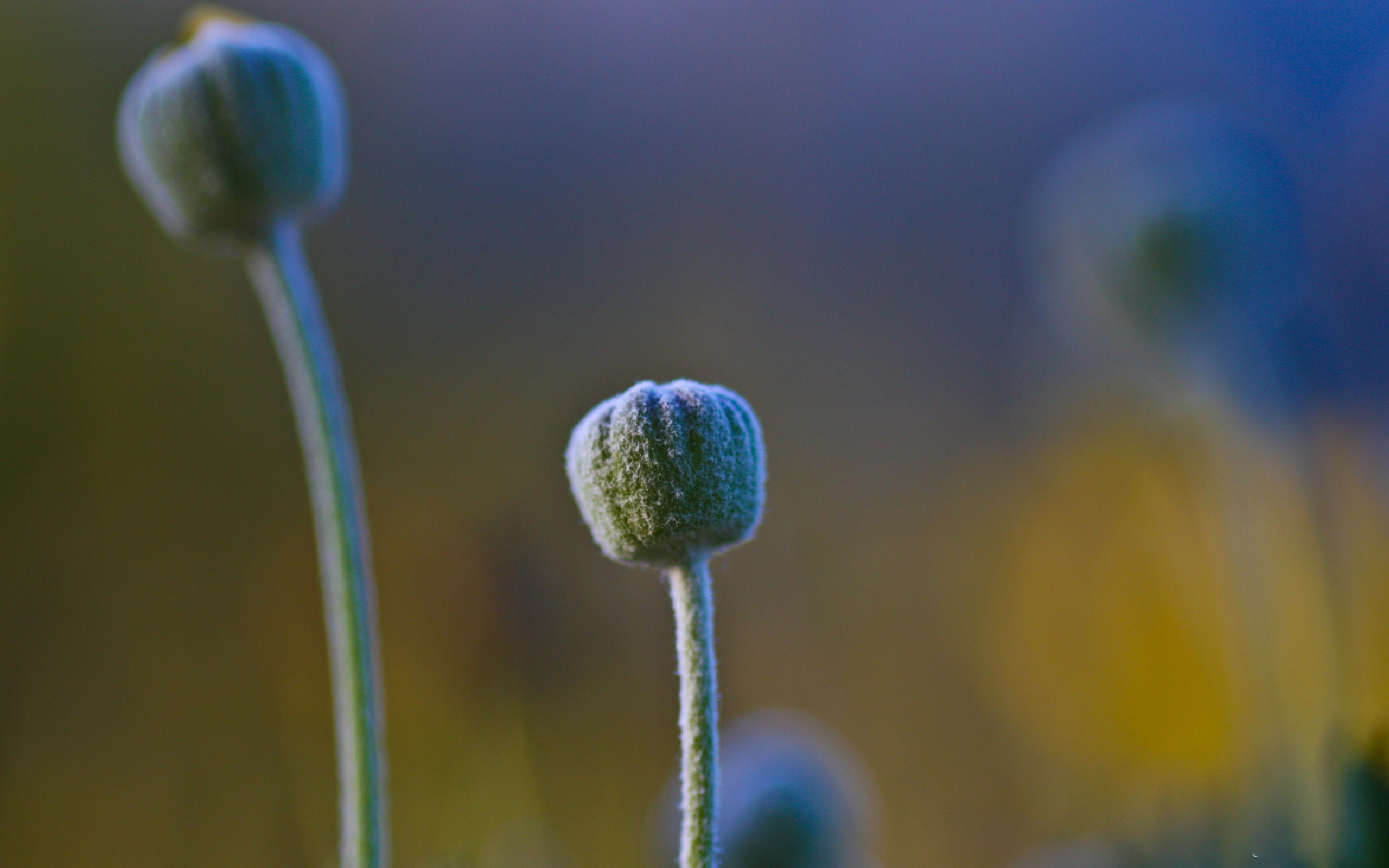 Laden Sie das Makro, Fotografie-Bild kostenlos auf Ihren PC-Desktop herunter