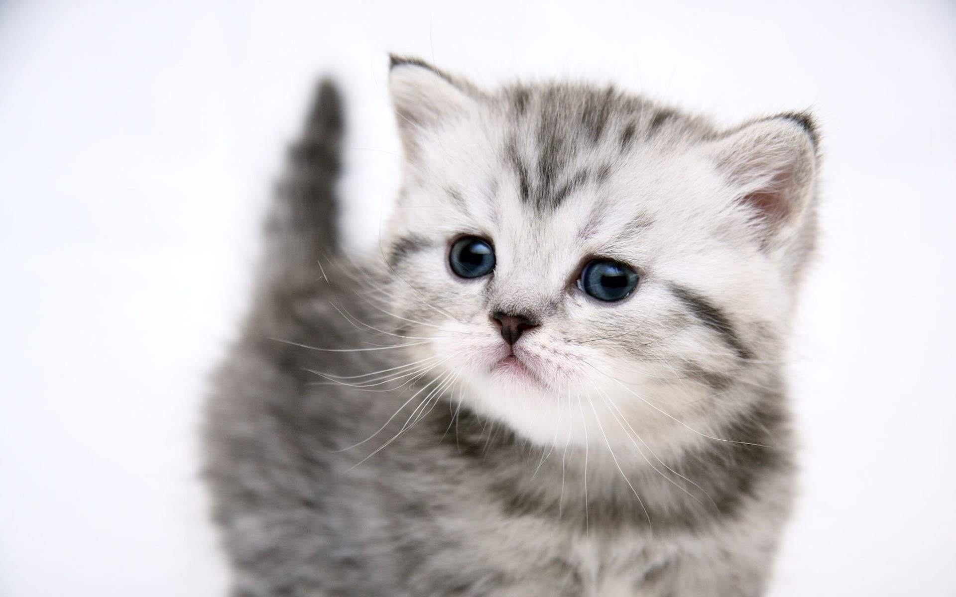 Descarga gratis la imagen Gatos, Animales en el escritorio de tu PC