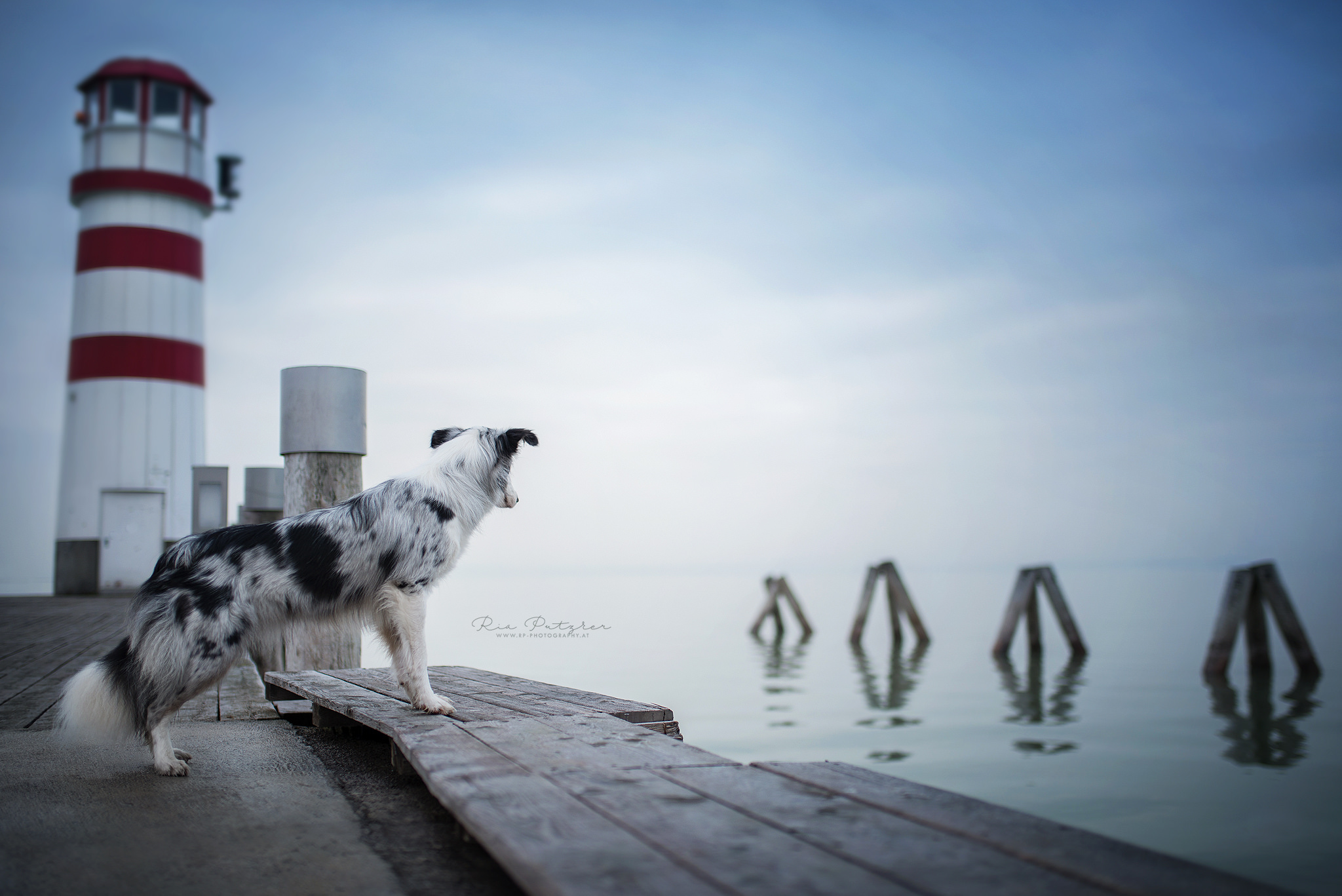 Download mobile wallpaper Dogs, Dog, Animal, Border Collie for free.