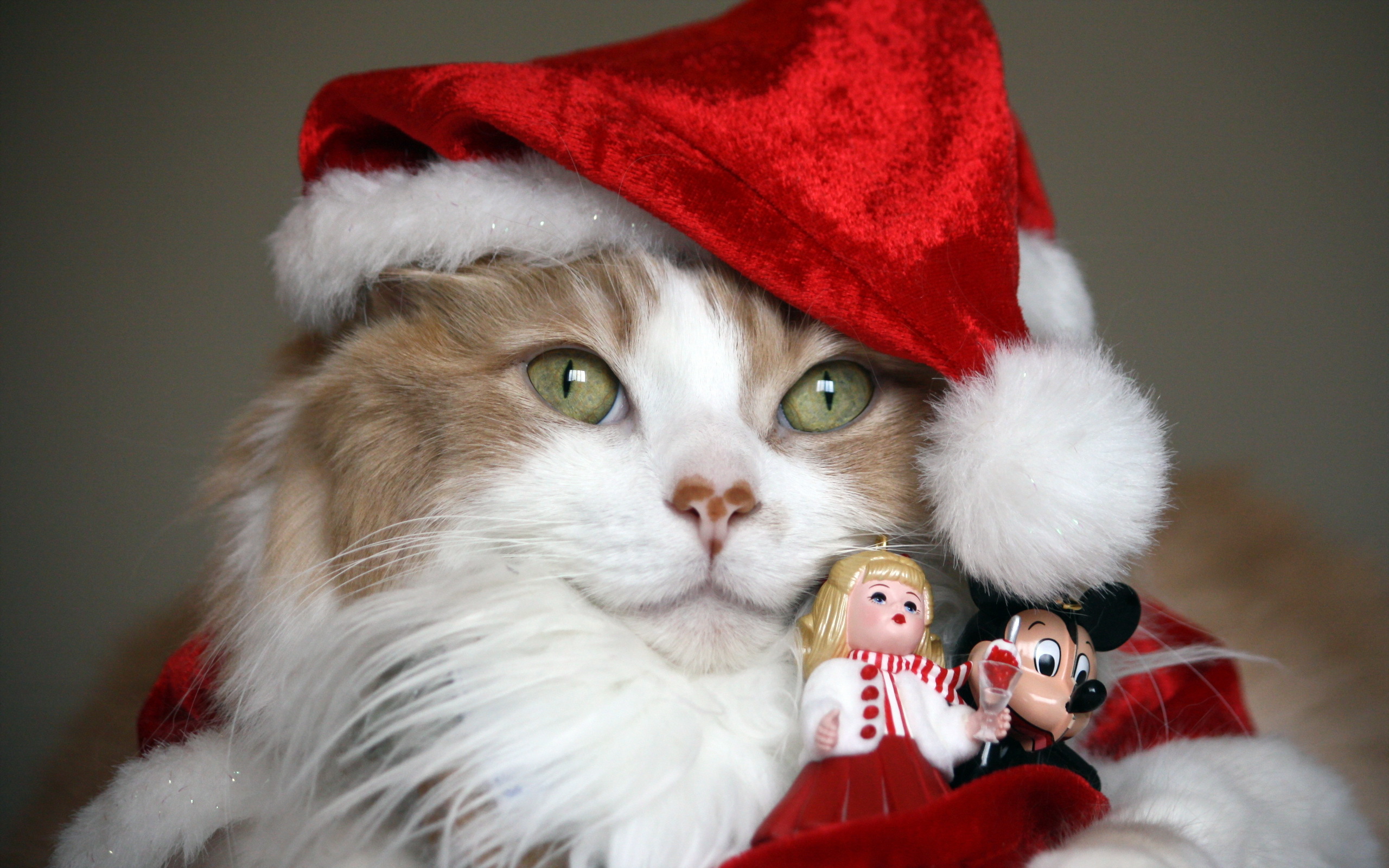 PCデスクトップに動物, クリスマス, ネコ, サンタハット画像を無料でダウンロード
