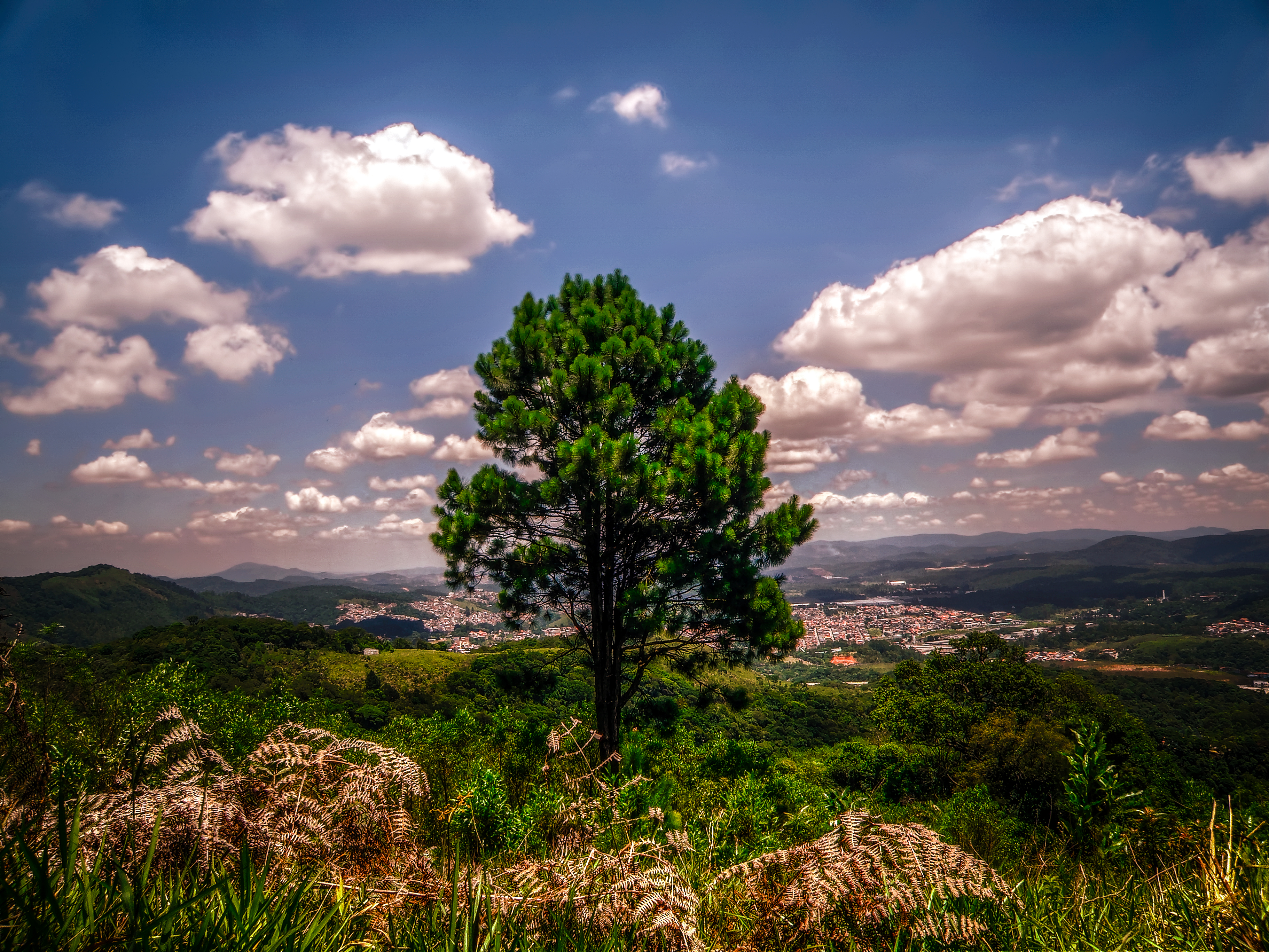 Baixe gratuitamente a imagem Natureza, Grama, Céu, Árvore, Elevação, Madeira na área de trabalho do seu PC