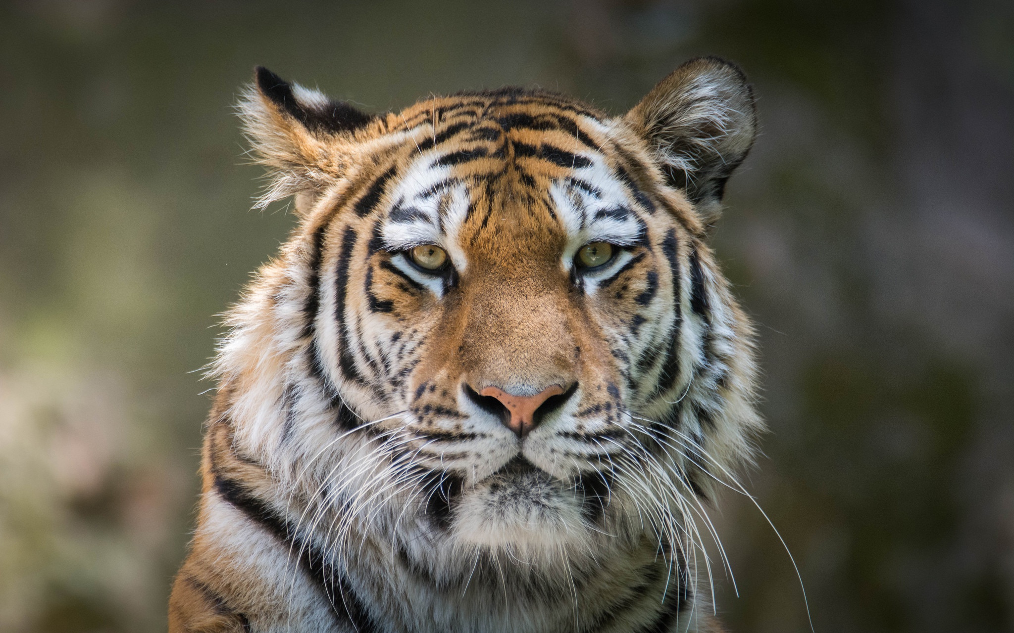 Baixar papel de parede para celular de Animais, Gatos, Tigre, Olhar Fixamente gratuito.