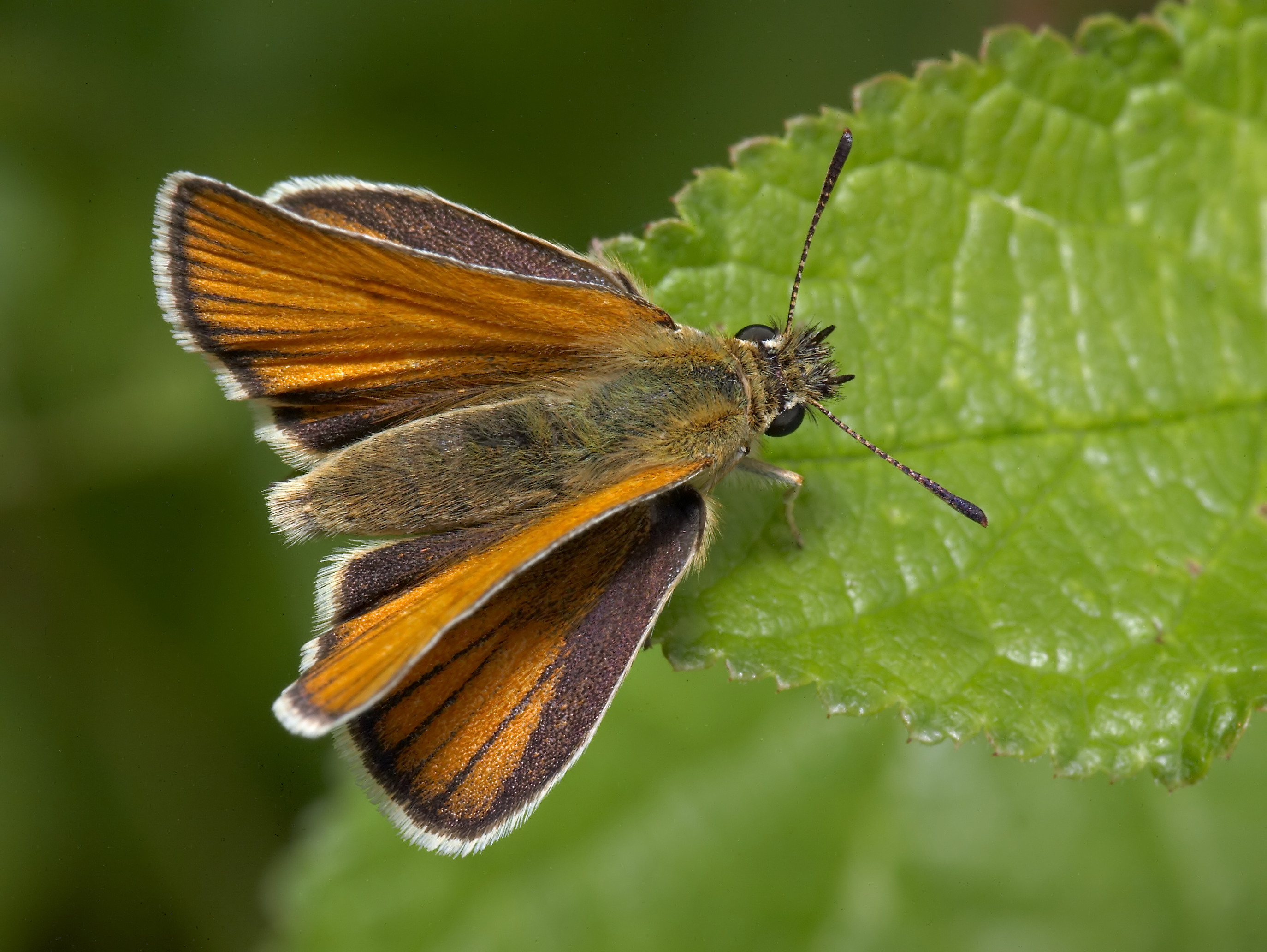 Die besten Essex Skipper-Hintergründe für den Telefonbildschirm