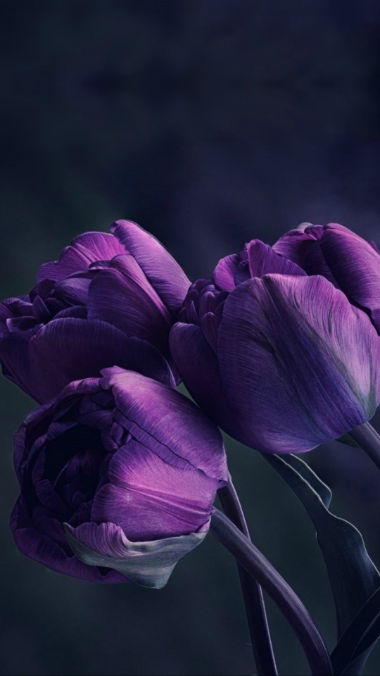 Handy-Wallpaper Natur, Blumen, Blume, Tulpe, Lila Blume, Erde/natur kostenlos herunterladen.