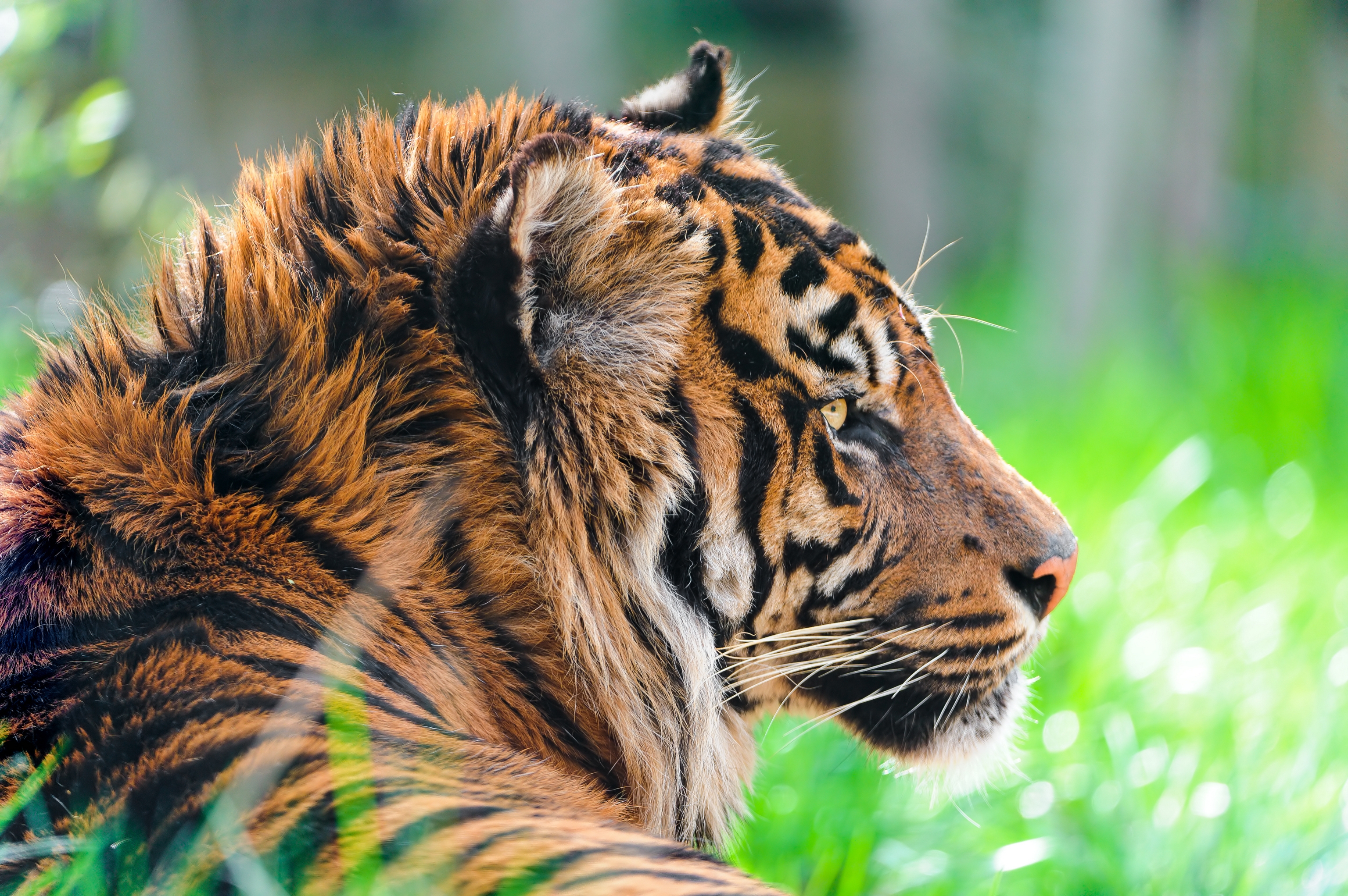 Free download wallpaper Animals, Grass, Predator, Profile, Tiger, Wool on your PC desktop
