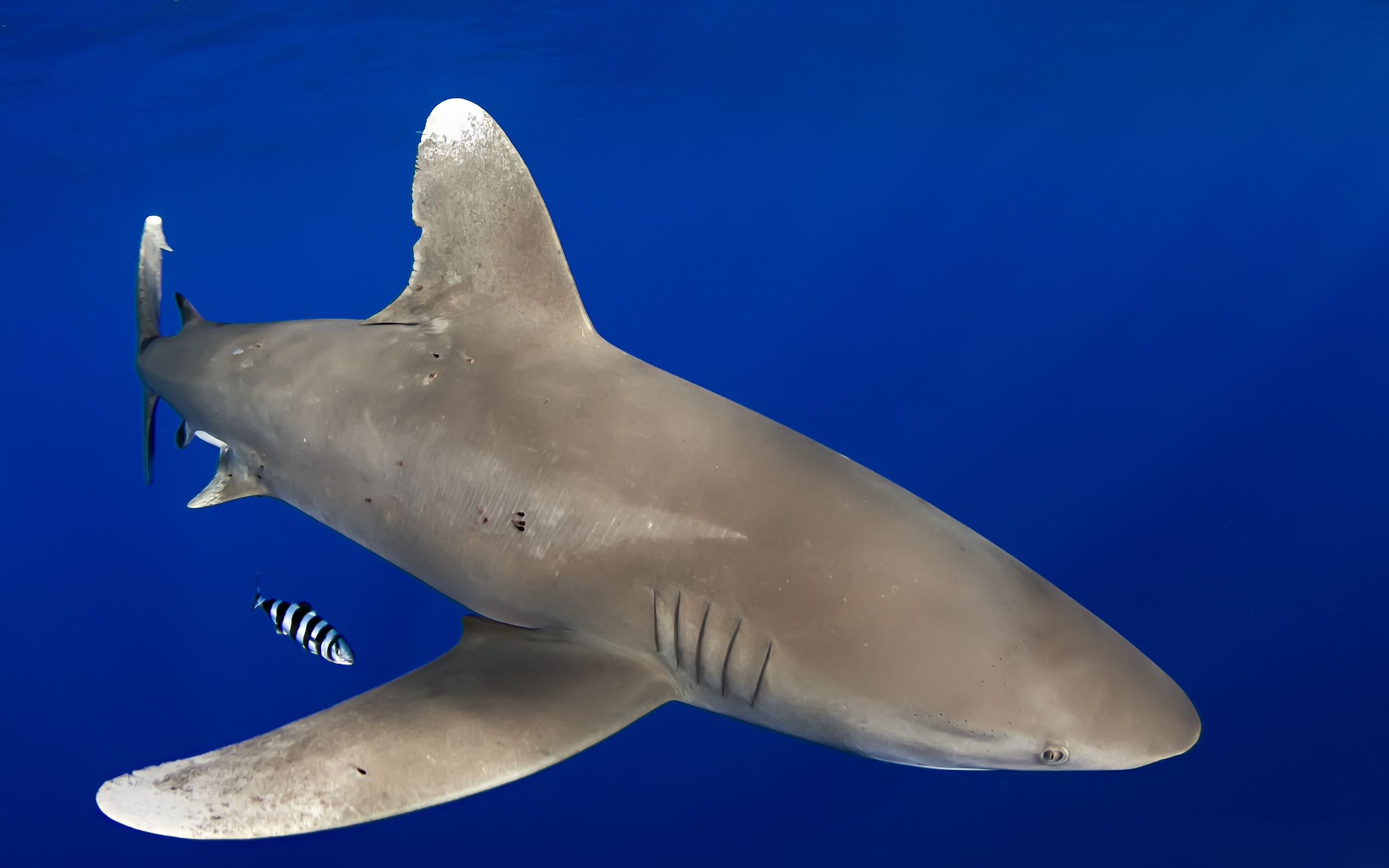 577956 baixar papel de parede animais, tubarão de recife de ponta branca - protetores de tela e imagens gratuitamente