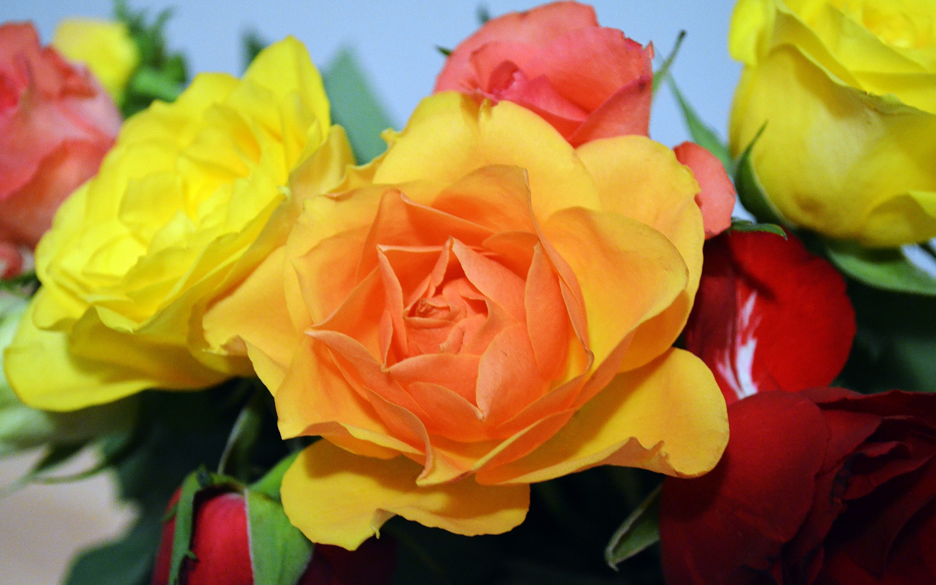 Téléchargez des papiers peints mobile Fleurs, Rose, Fleur, Fleur Jaune, La Nature, Terre/nature gratuitement.