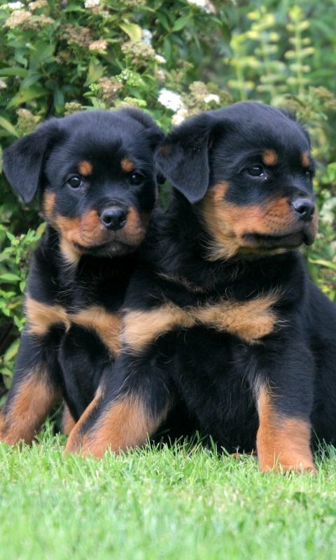 Download mobile wallpaper Dogs, Dog, Animal, Puppy, Rottweiler for free.