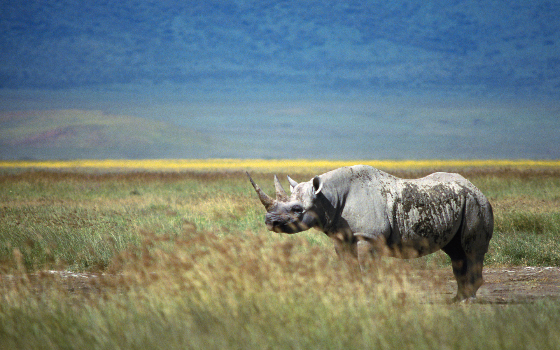 animal, rhino download HD wallpaper