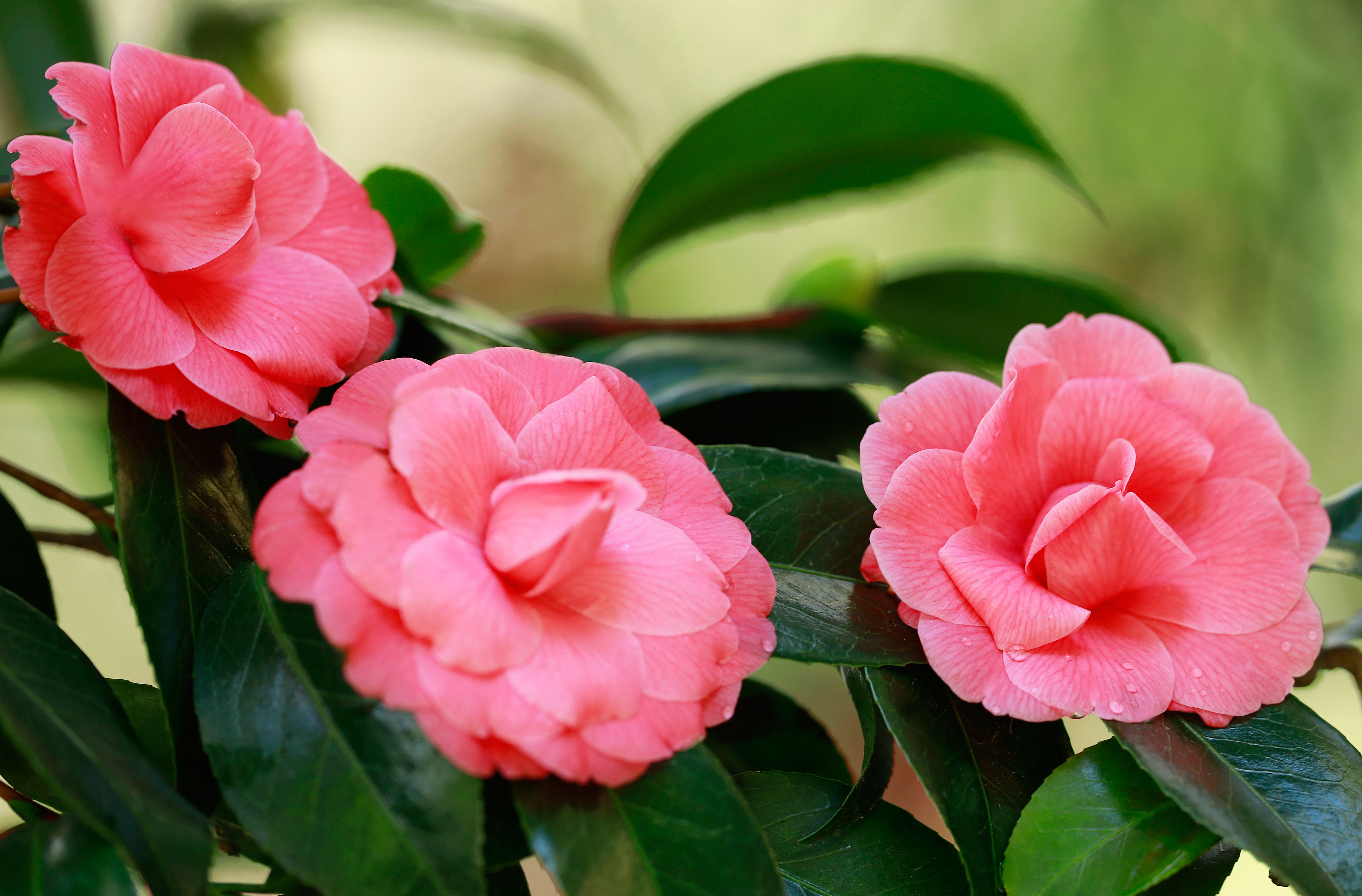Download mobile wallpaper Flowers, Earth, Camellia for free.