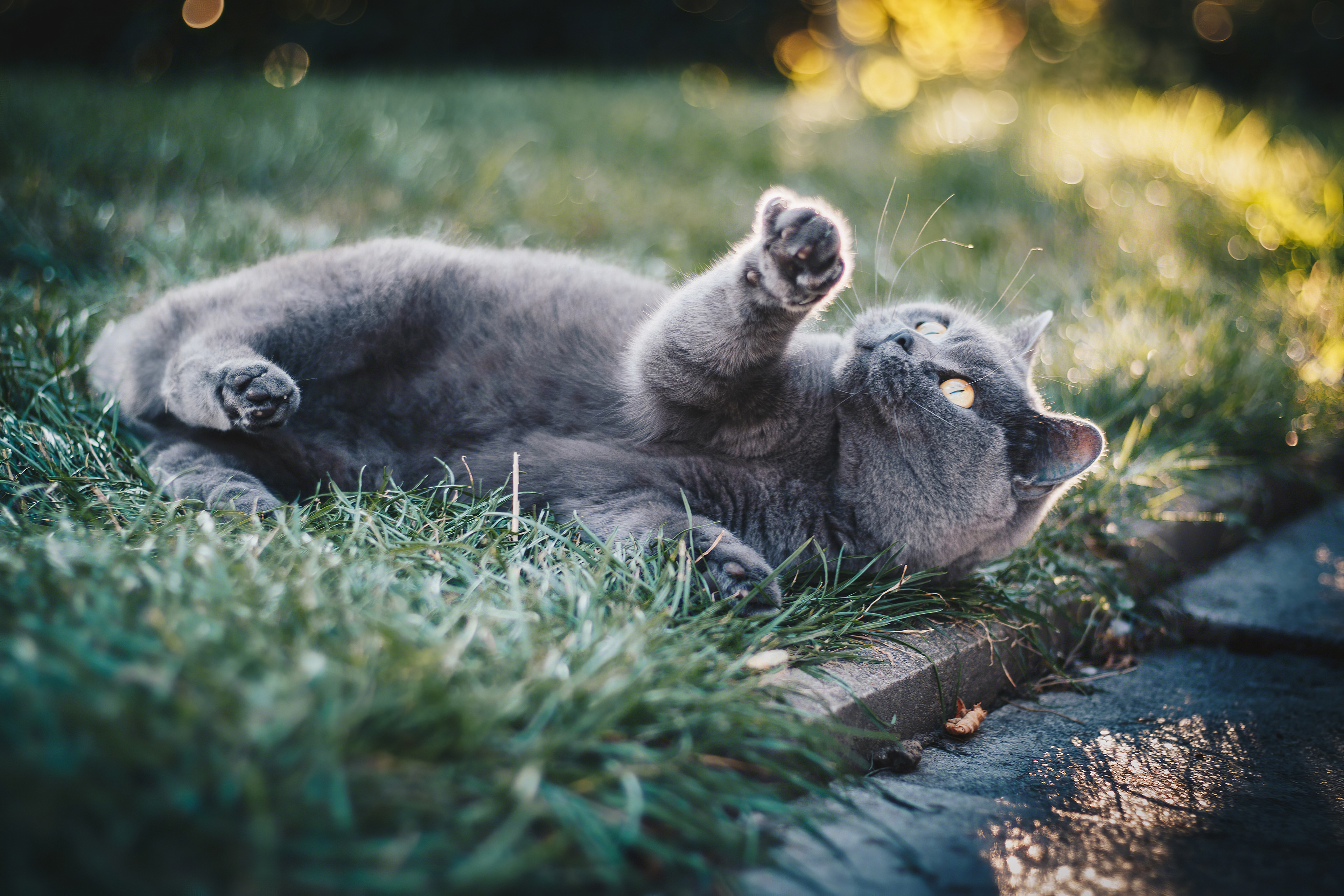 Baixar papel de parede para celular de Animais, Gatos, Gato gratuito.