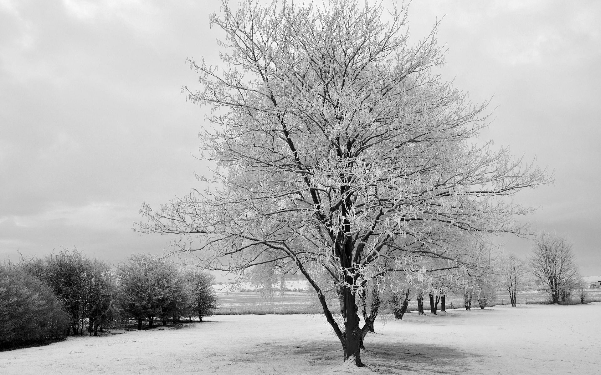 Baixar papel de parede para celular de Inverno, Terra/natureza gratuito.