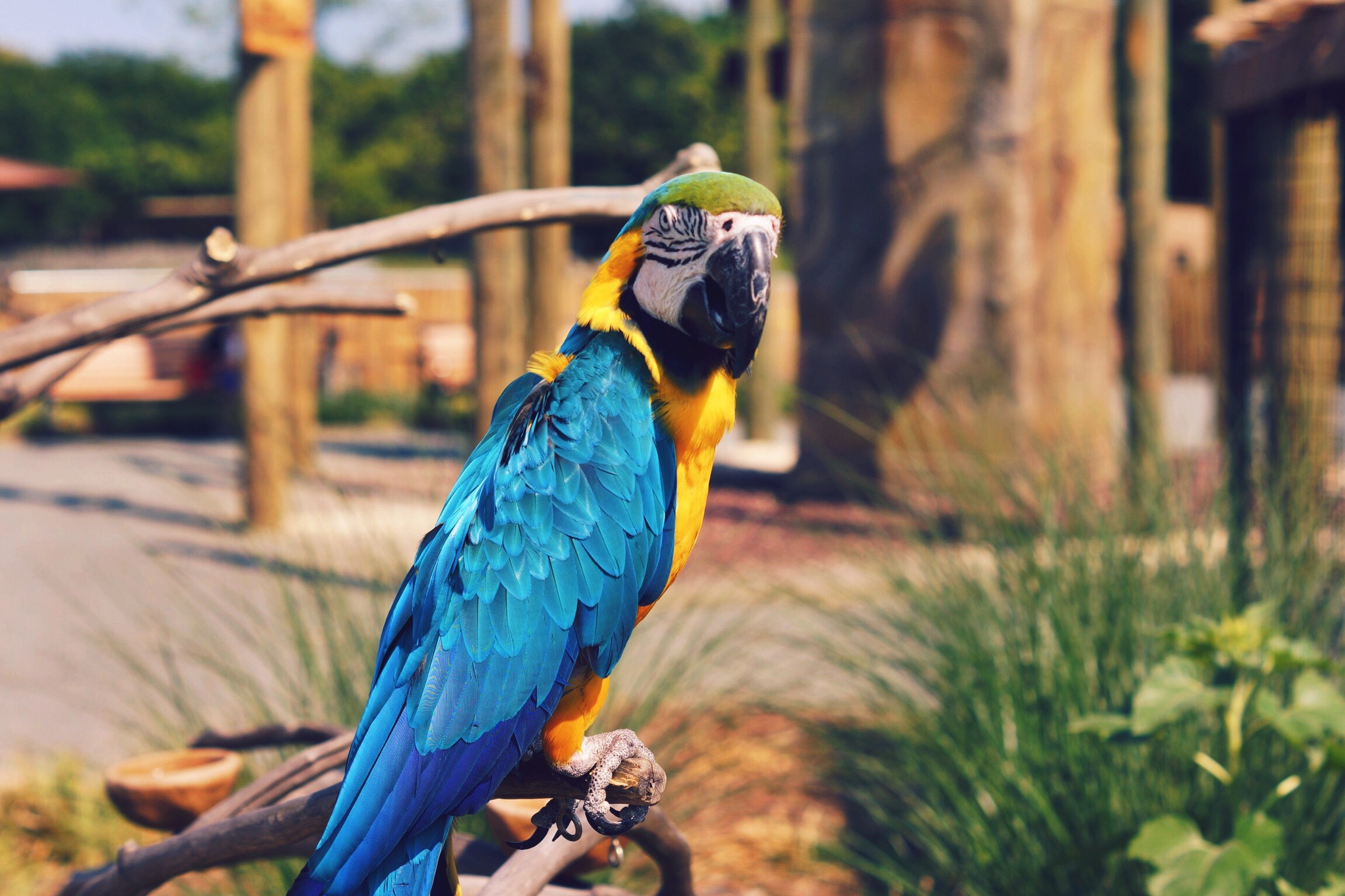 Laden Sie das Ara, Papageien, Vogel, Farbe, Tiere-Bild kostenlos auf Ihren PC-Desktop herunter