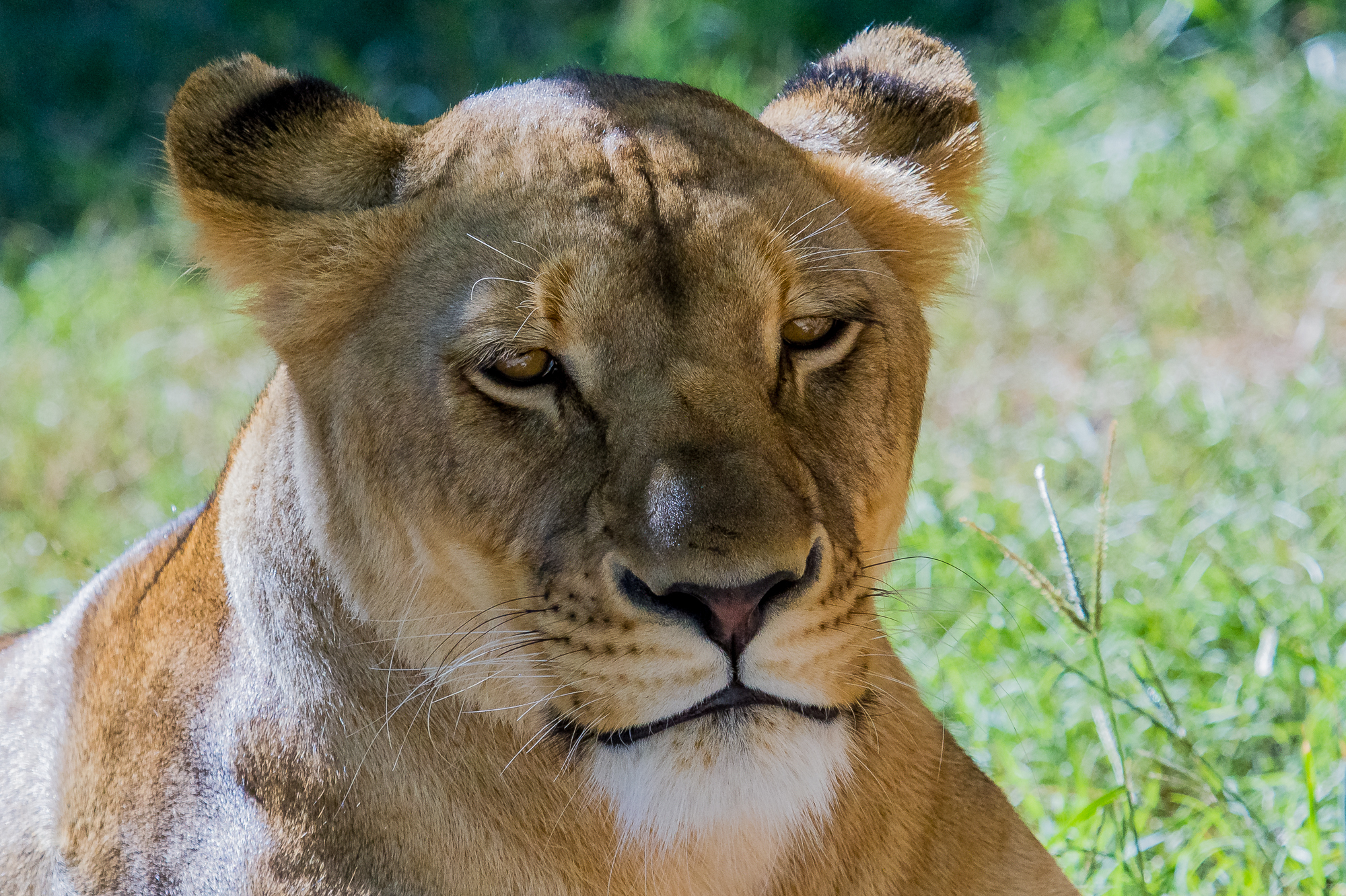 Descarga gratuita de fondo de pantalla para móvil de Animales, Gatos, León.