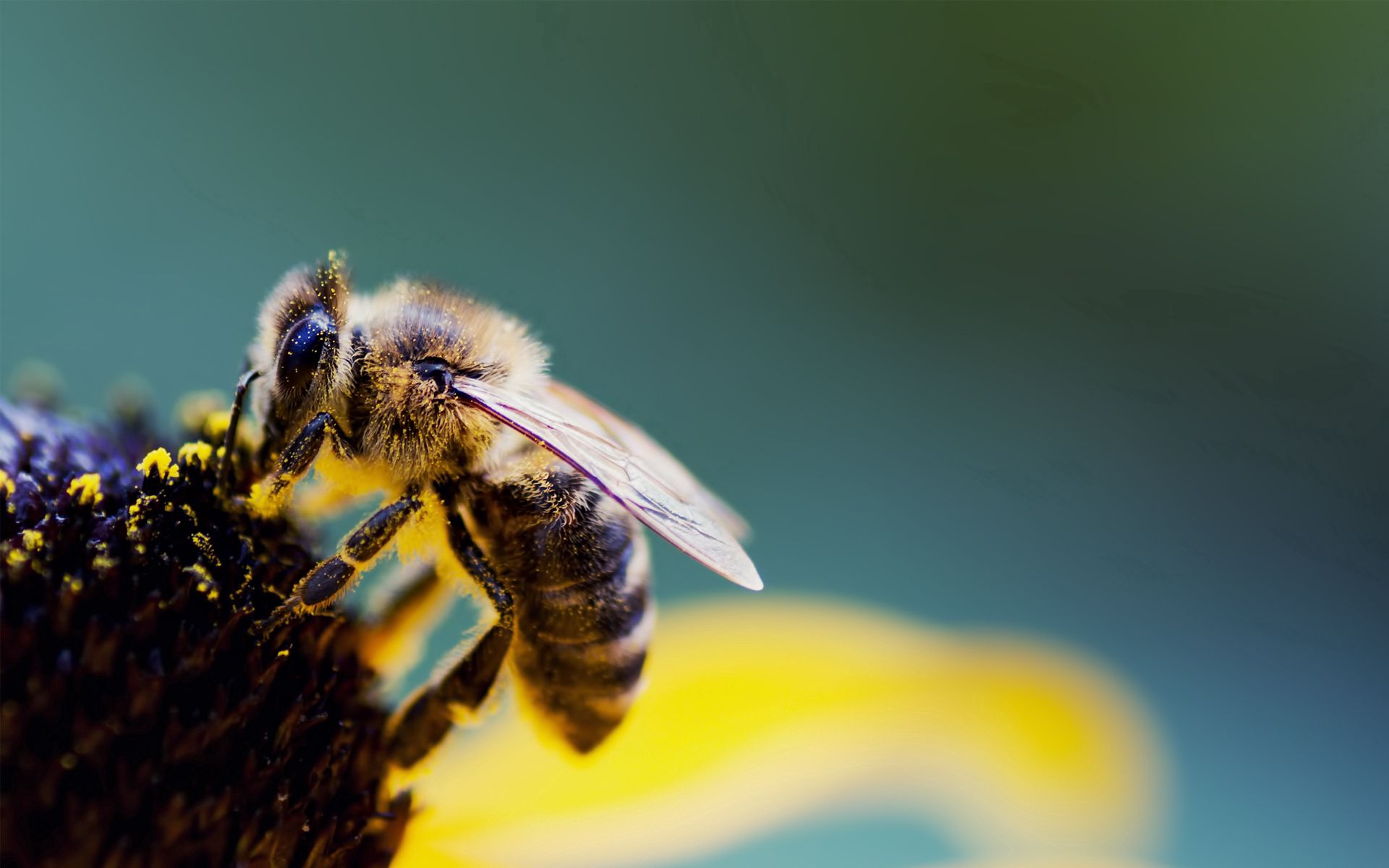140511 descargar fondo de pantalla flor, macro, abeja, alas, polen, polinización: protectores de pantalla e imágenes gratis