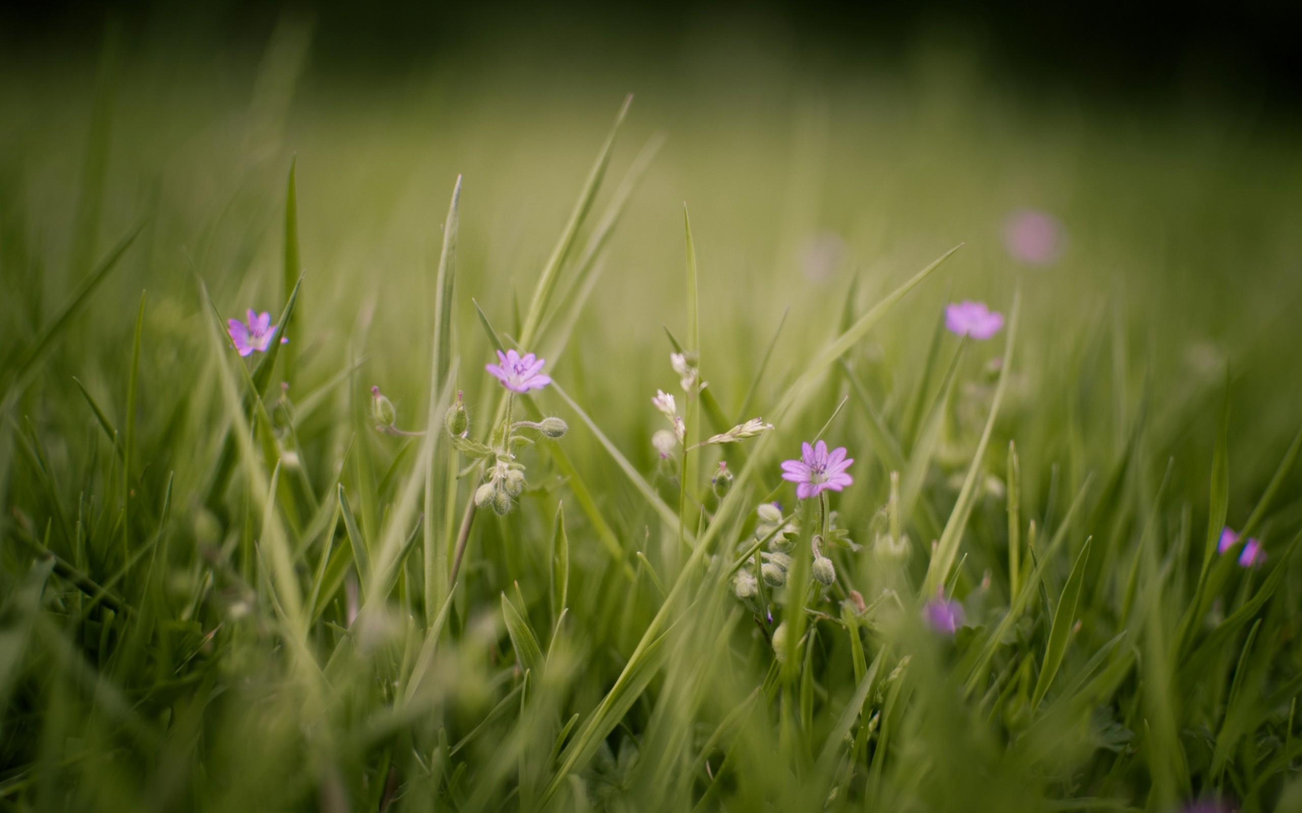 Téléchargez gratuitement l'image Fleurs, Fleur, Terre/nature sur le bureau de votre PC